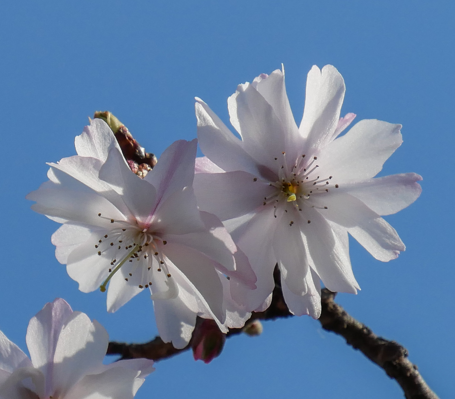 prima fioritura 2019