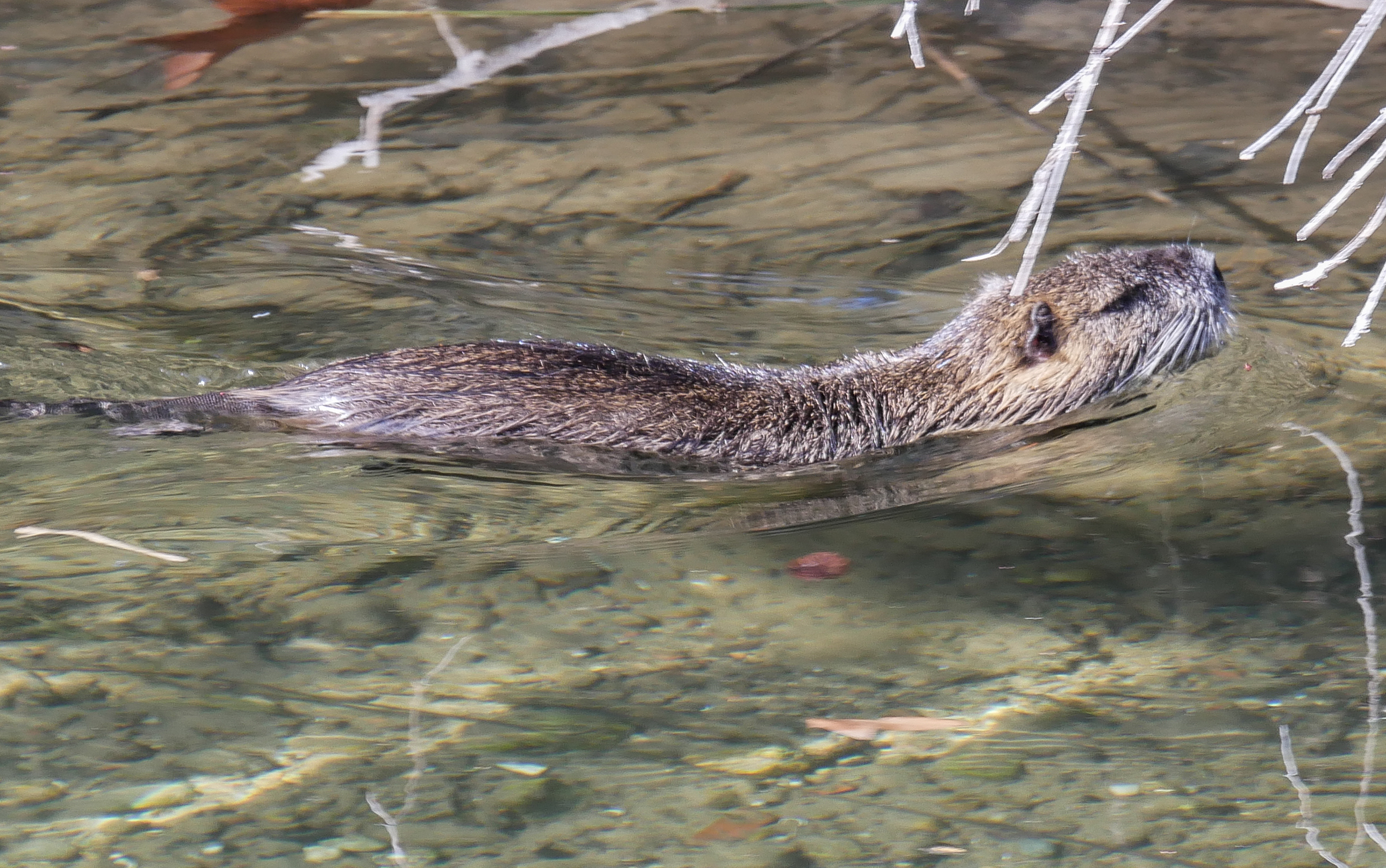 Nutria well nourished