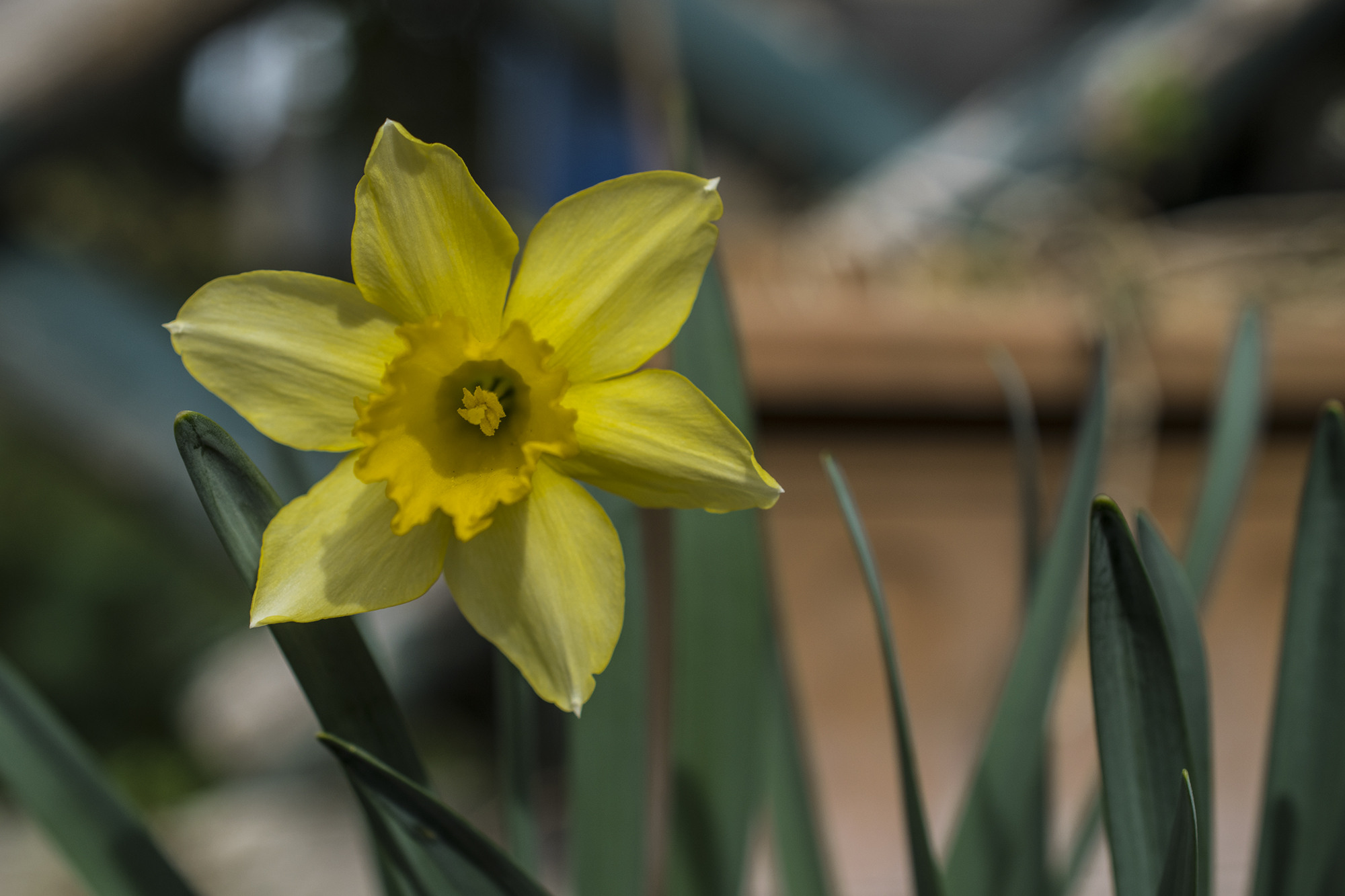 Daffodil