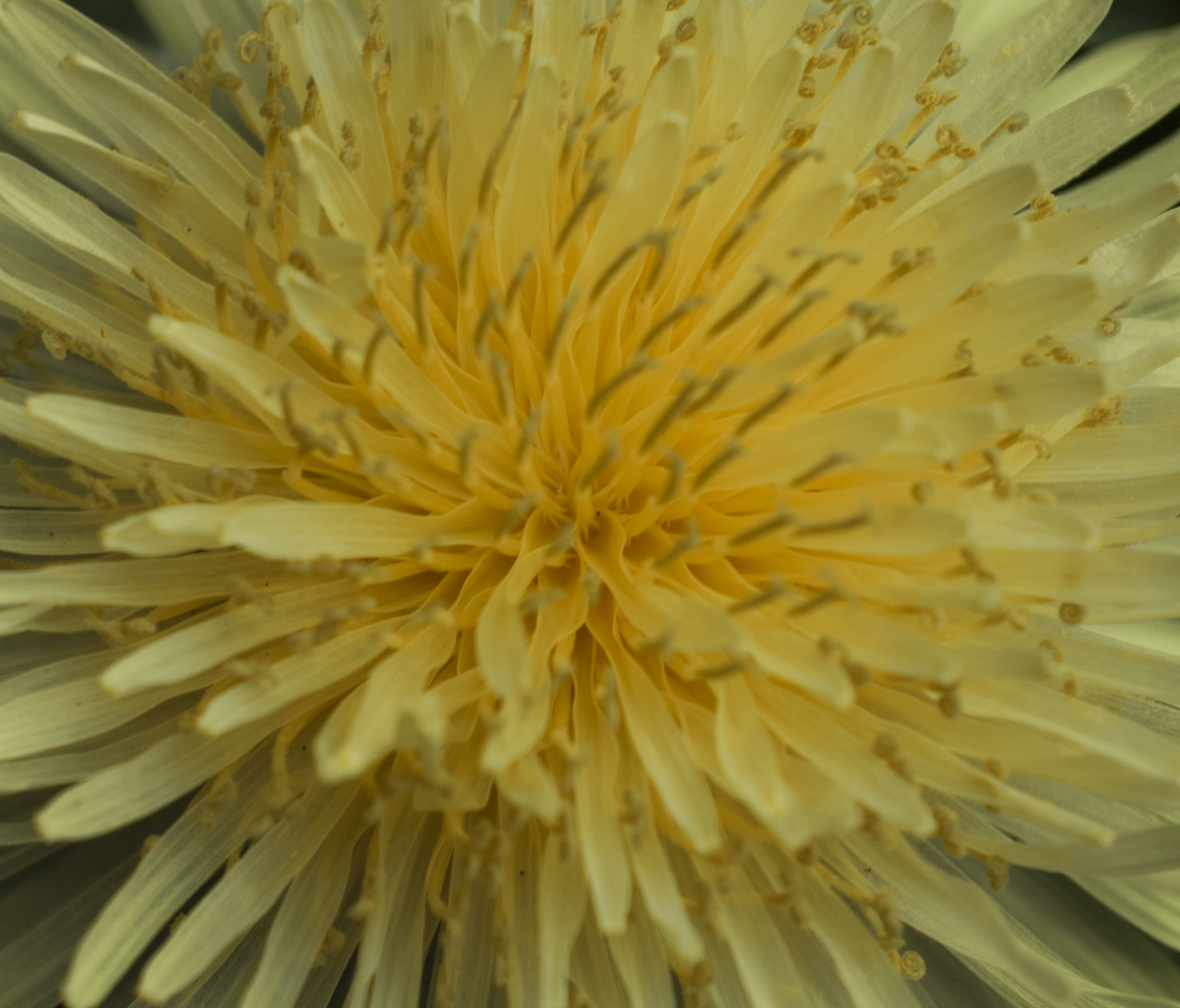 Inside the flower...