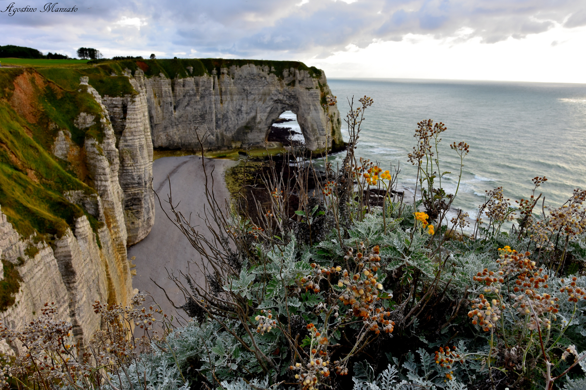 The flowers of the cliffs