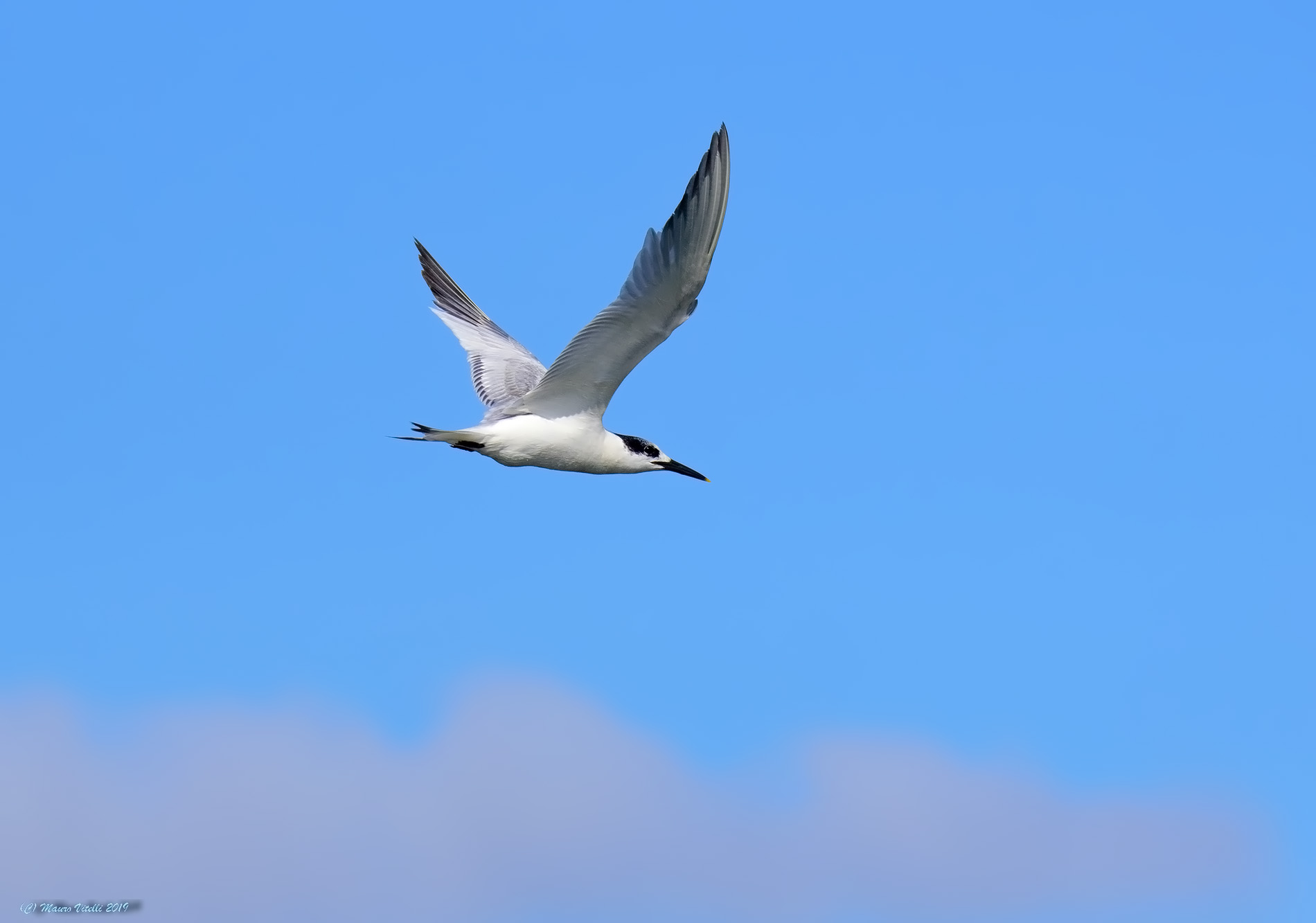 Sandwich Tern