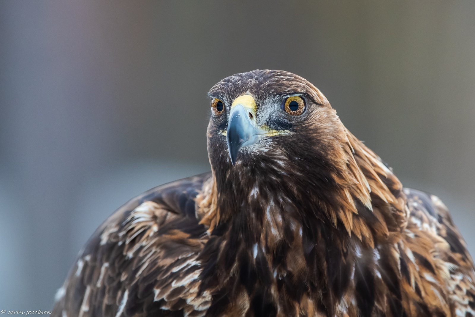 Potrait di un'aquila dorata