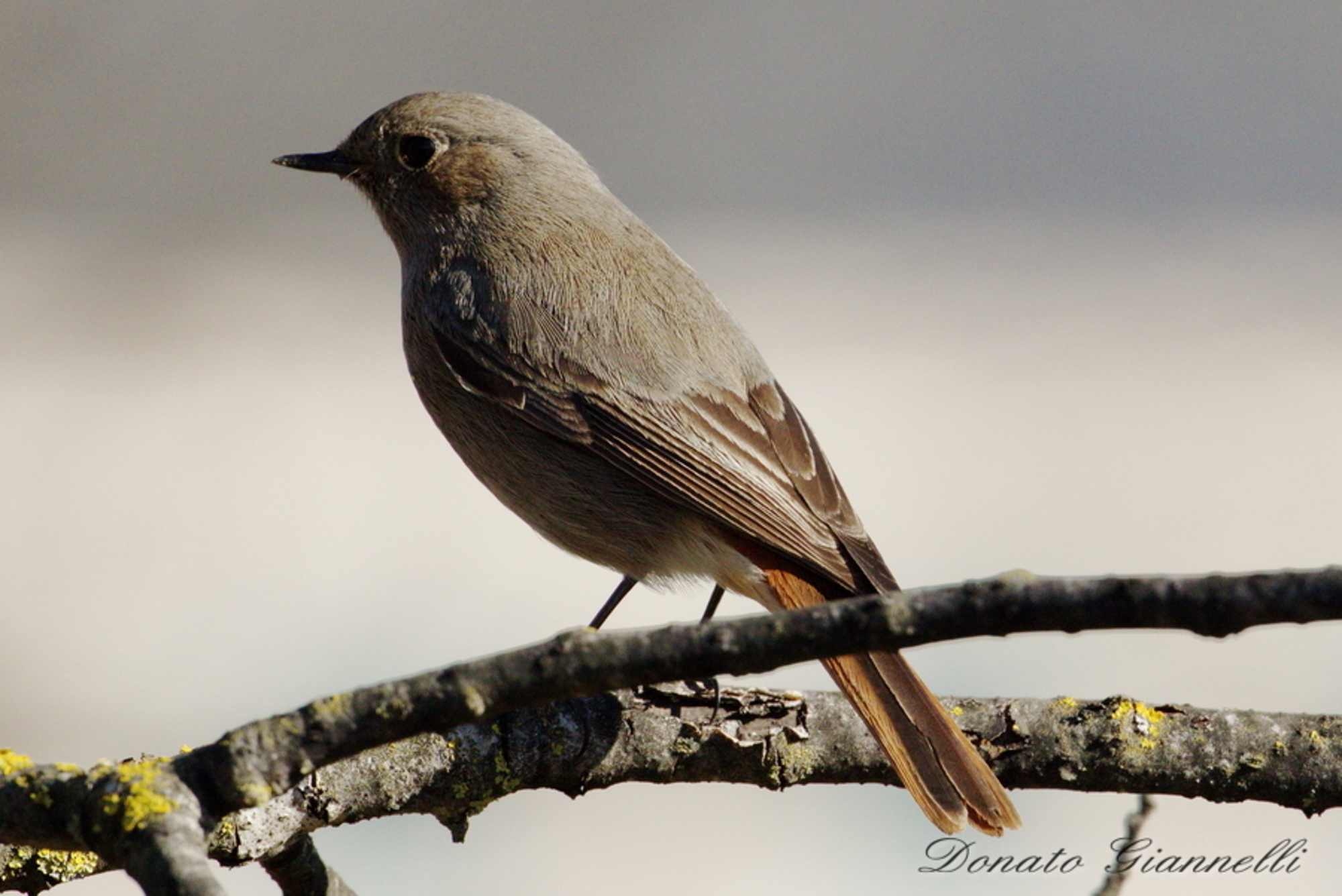 Black Redstart
