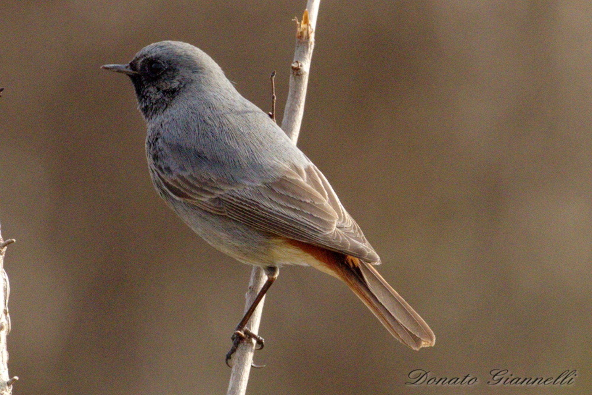 Black Redstart