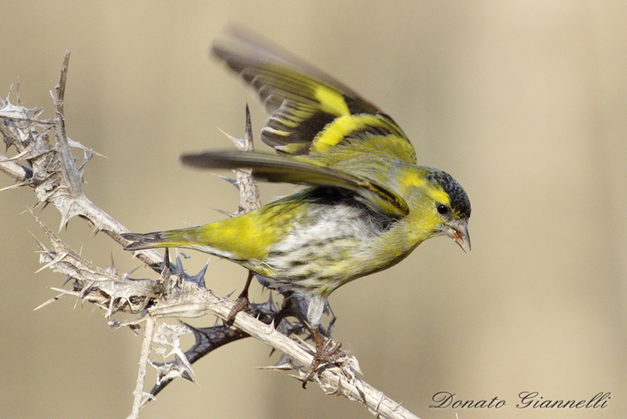 Siskin