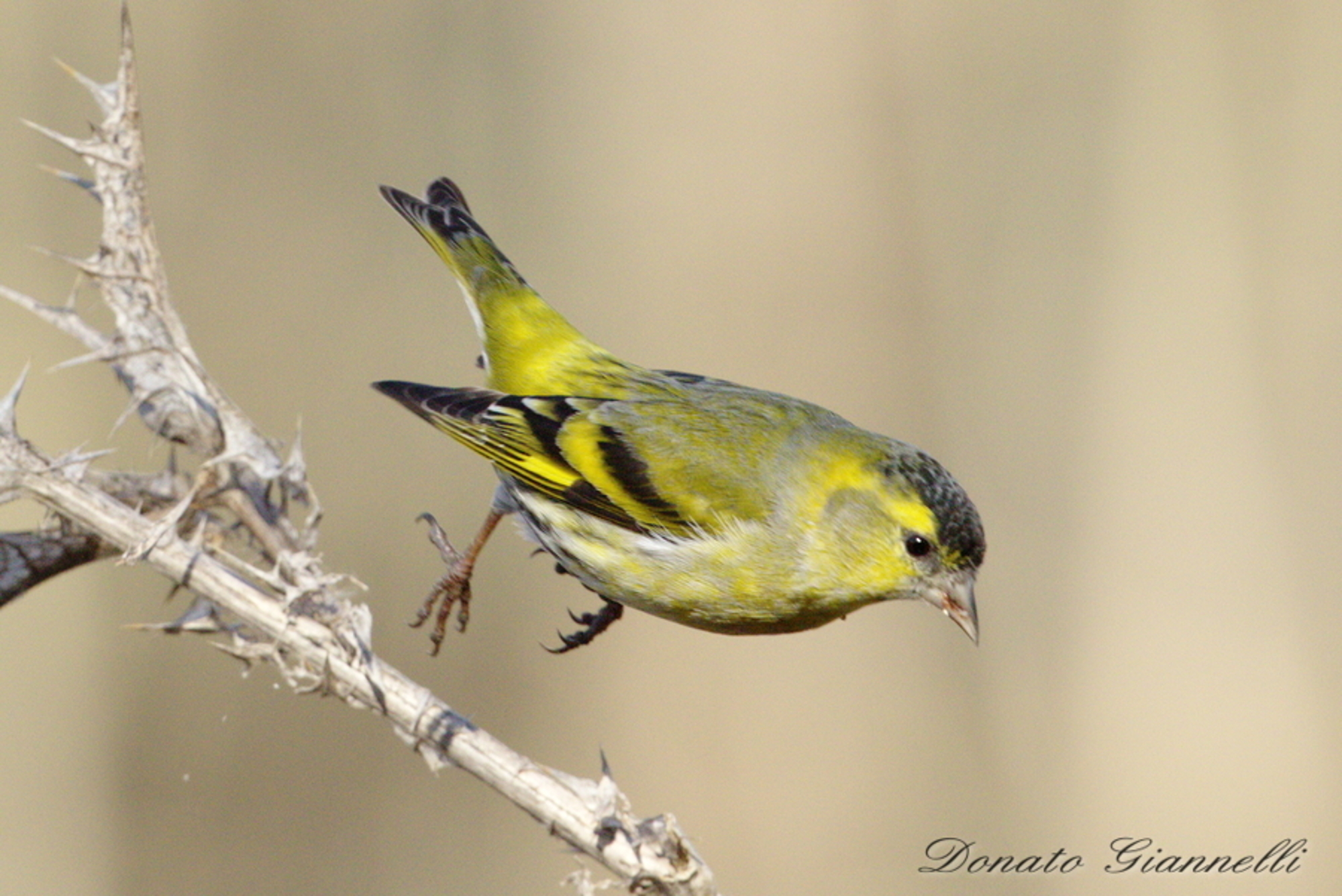Siskin