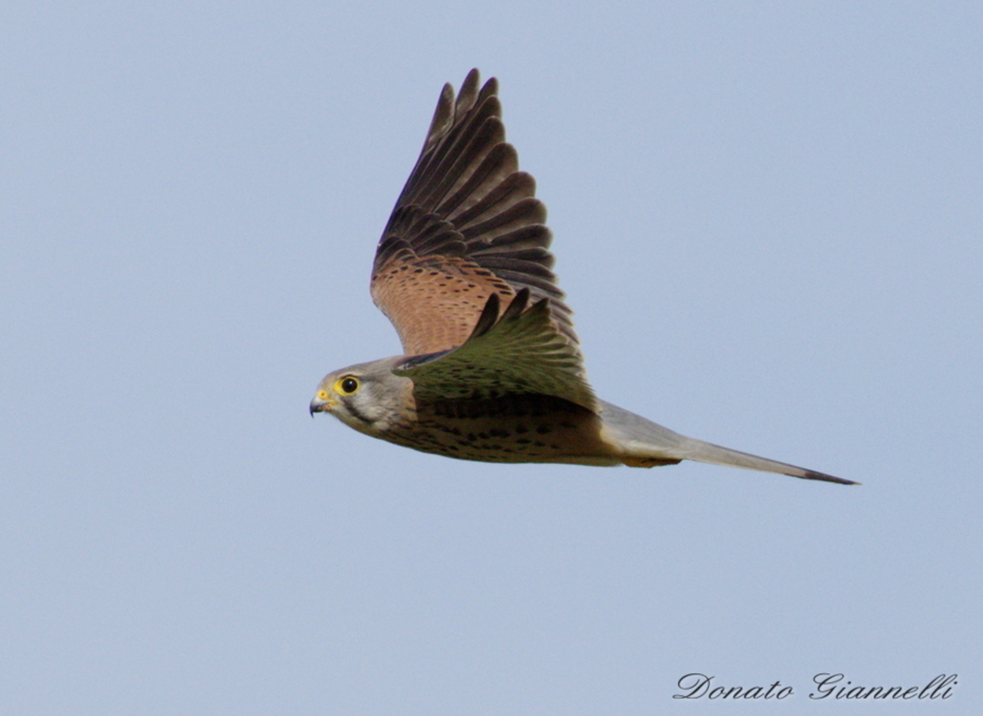 Kestrel