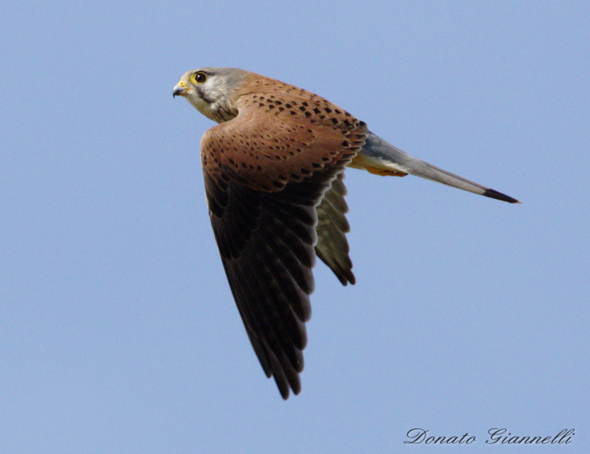 Kestrel