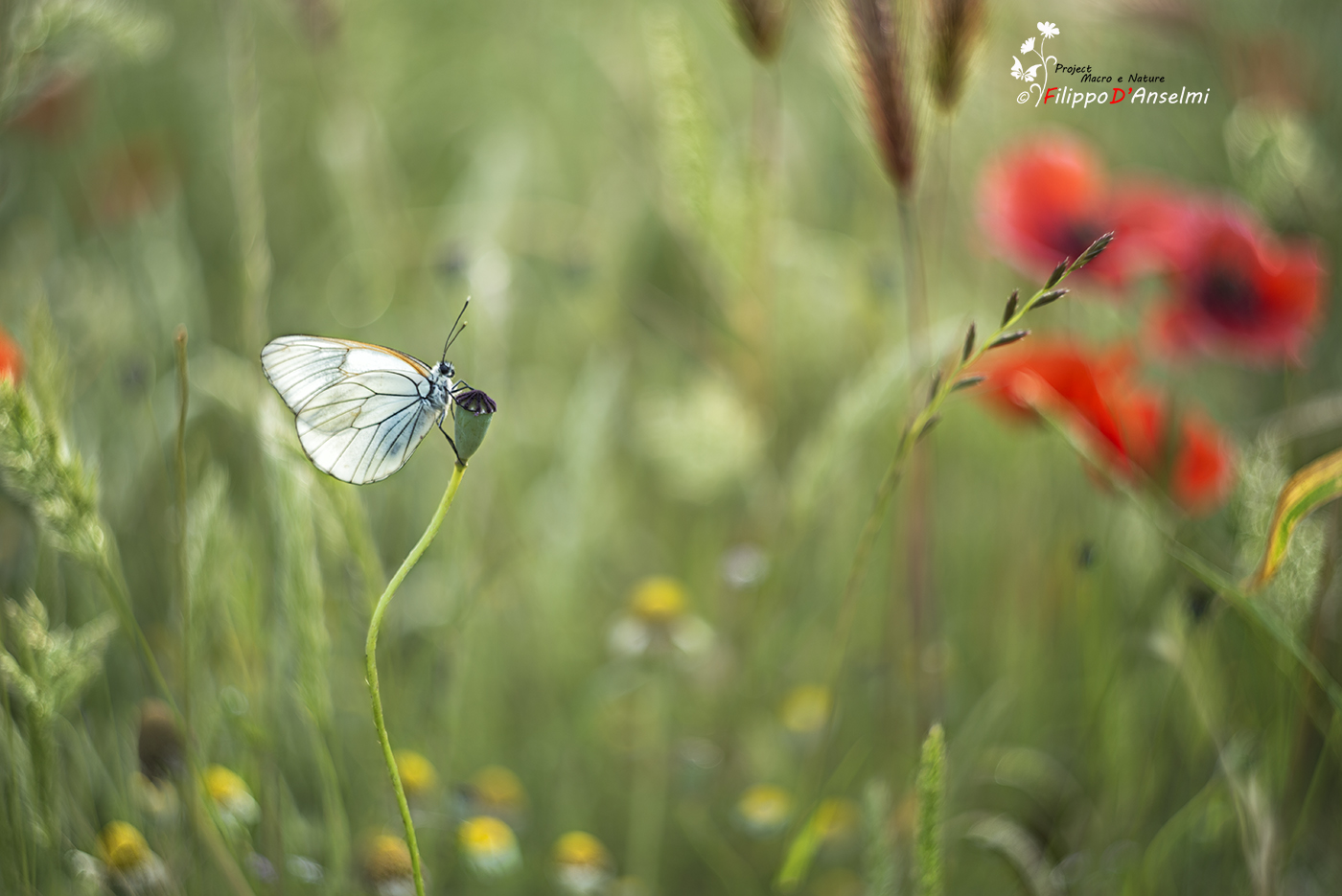 Alice in Wonderland..