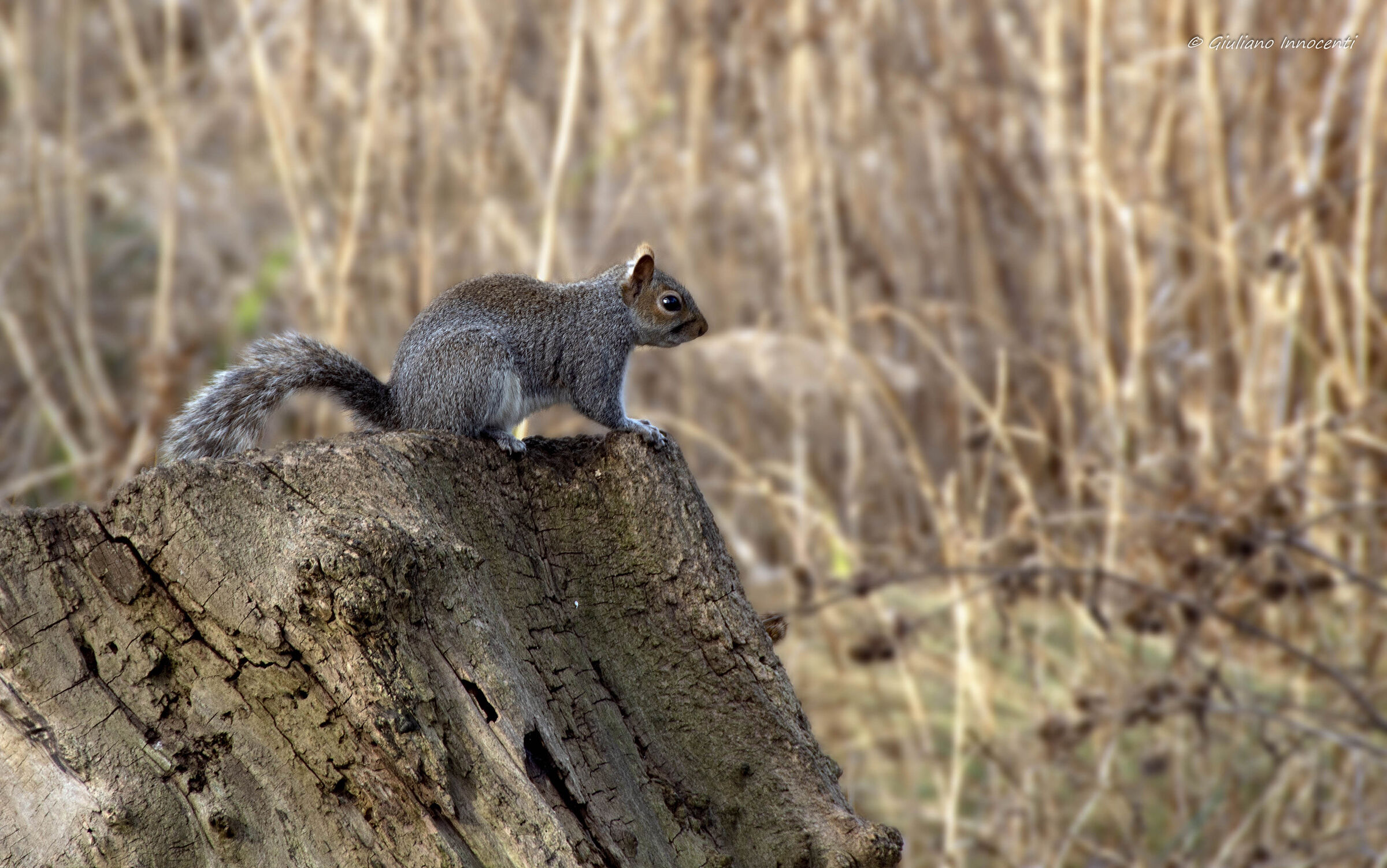 Grey squirrel