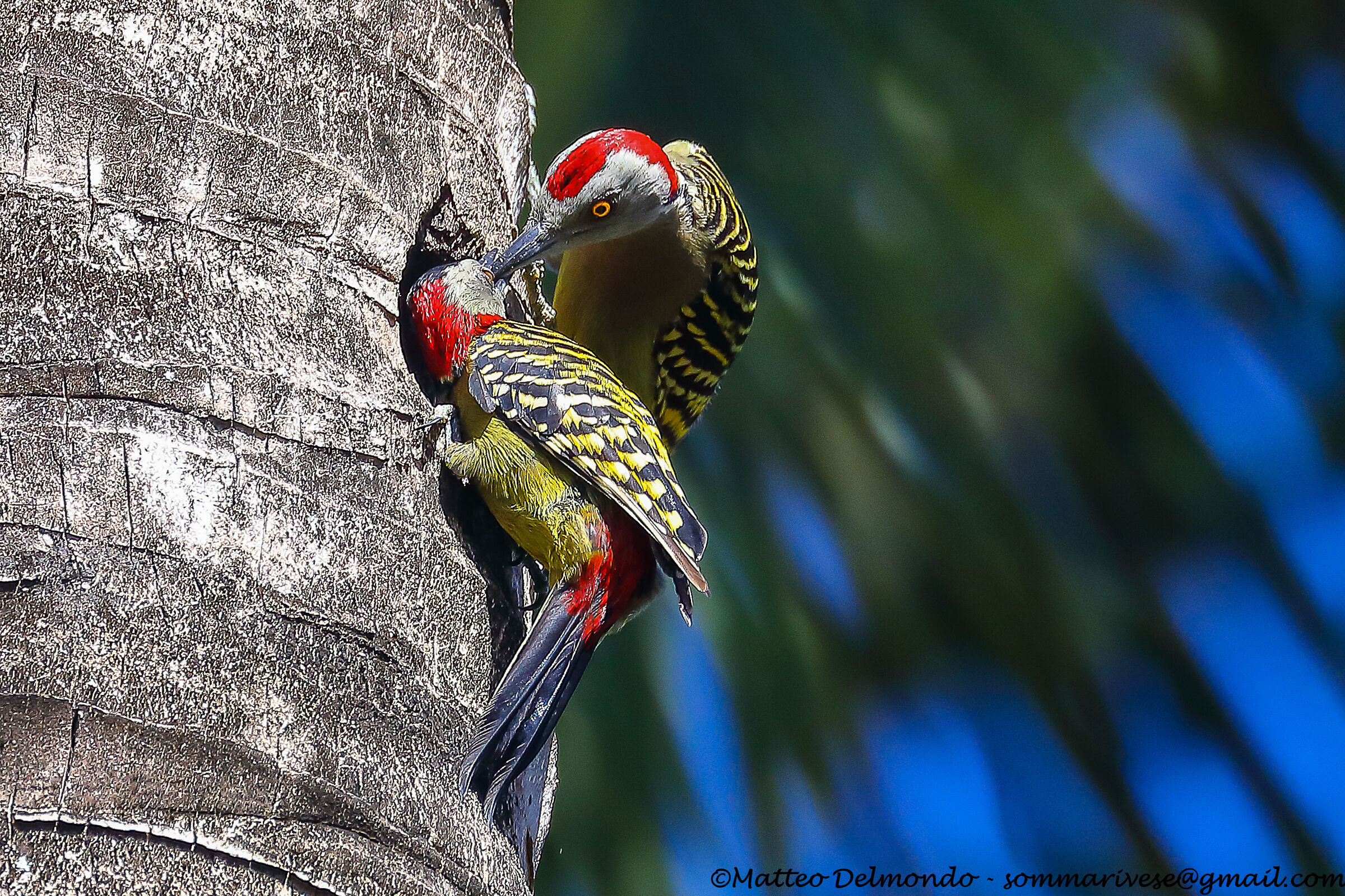 Woodpeckers of Hispaniola
