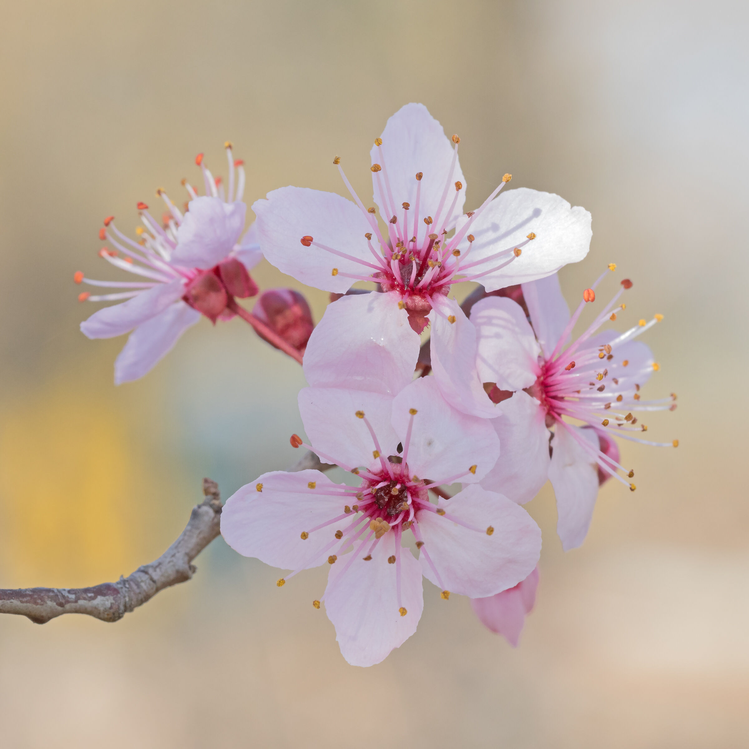 Plum blossoms