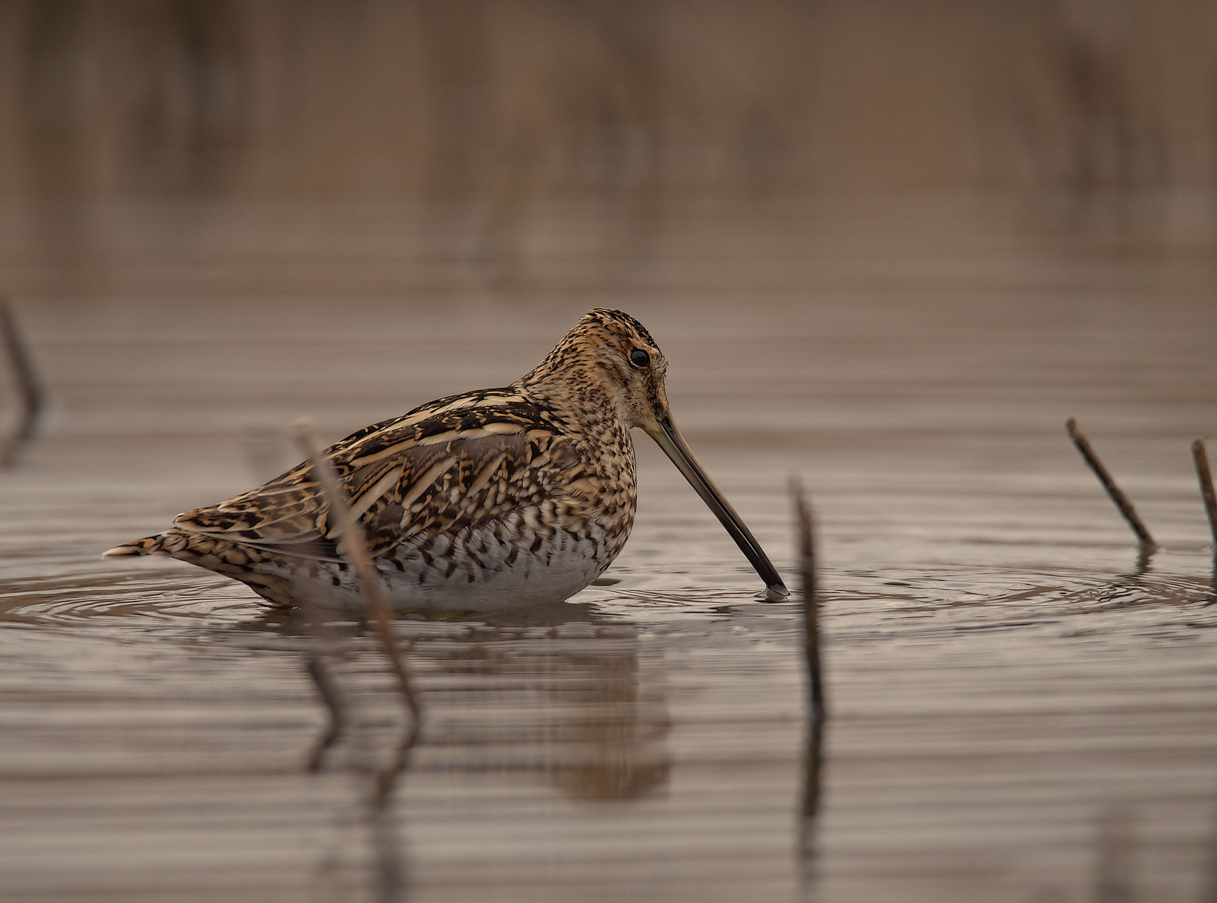 Snipe