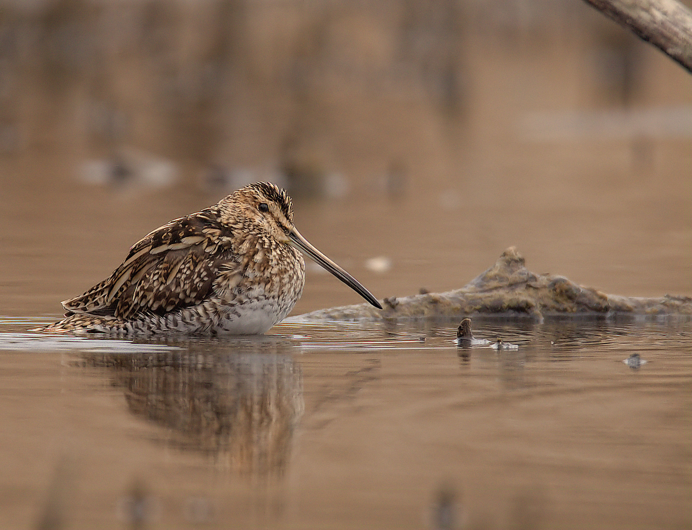 Snipe