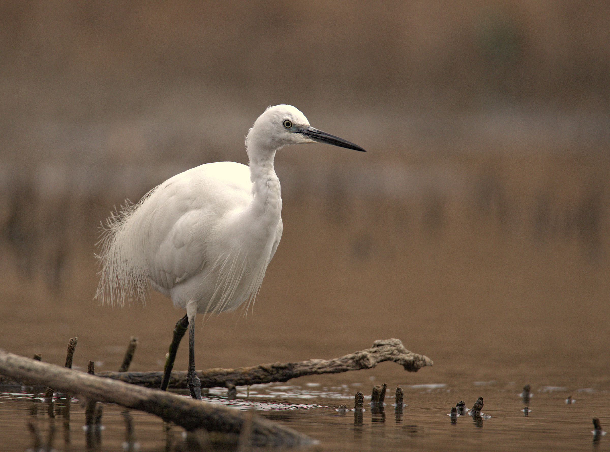 Egret