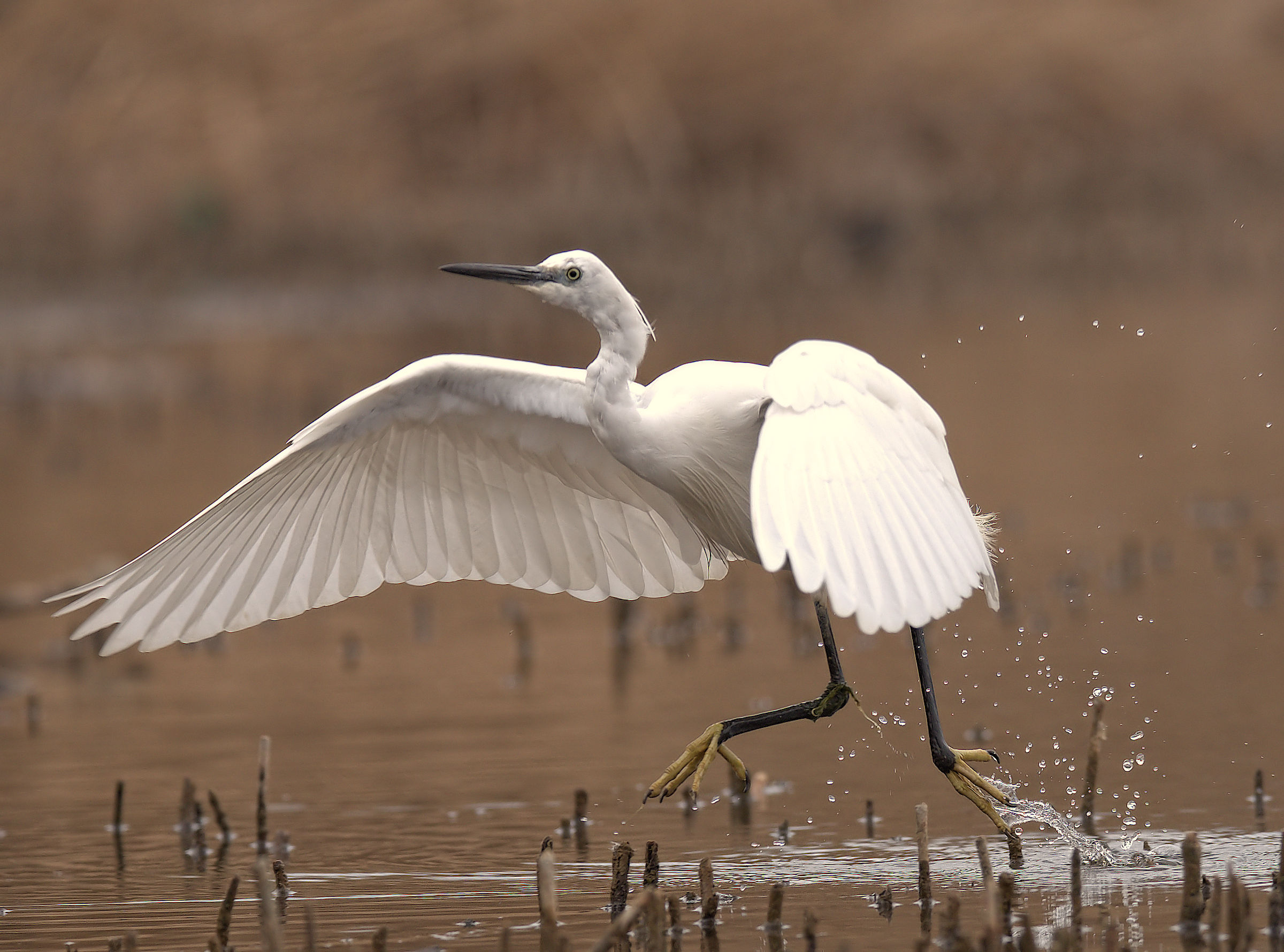 Egret