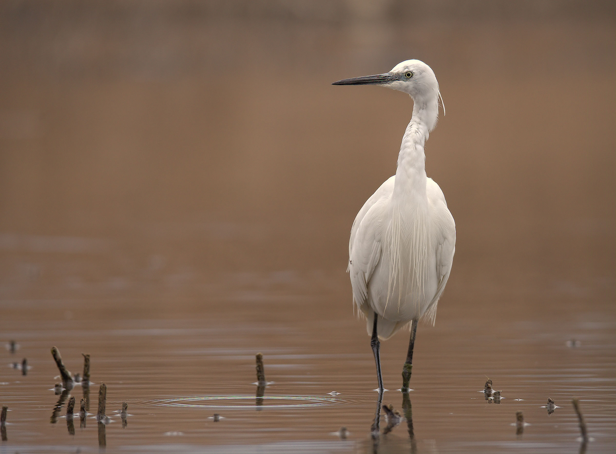Egret
