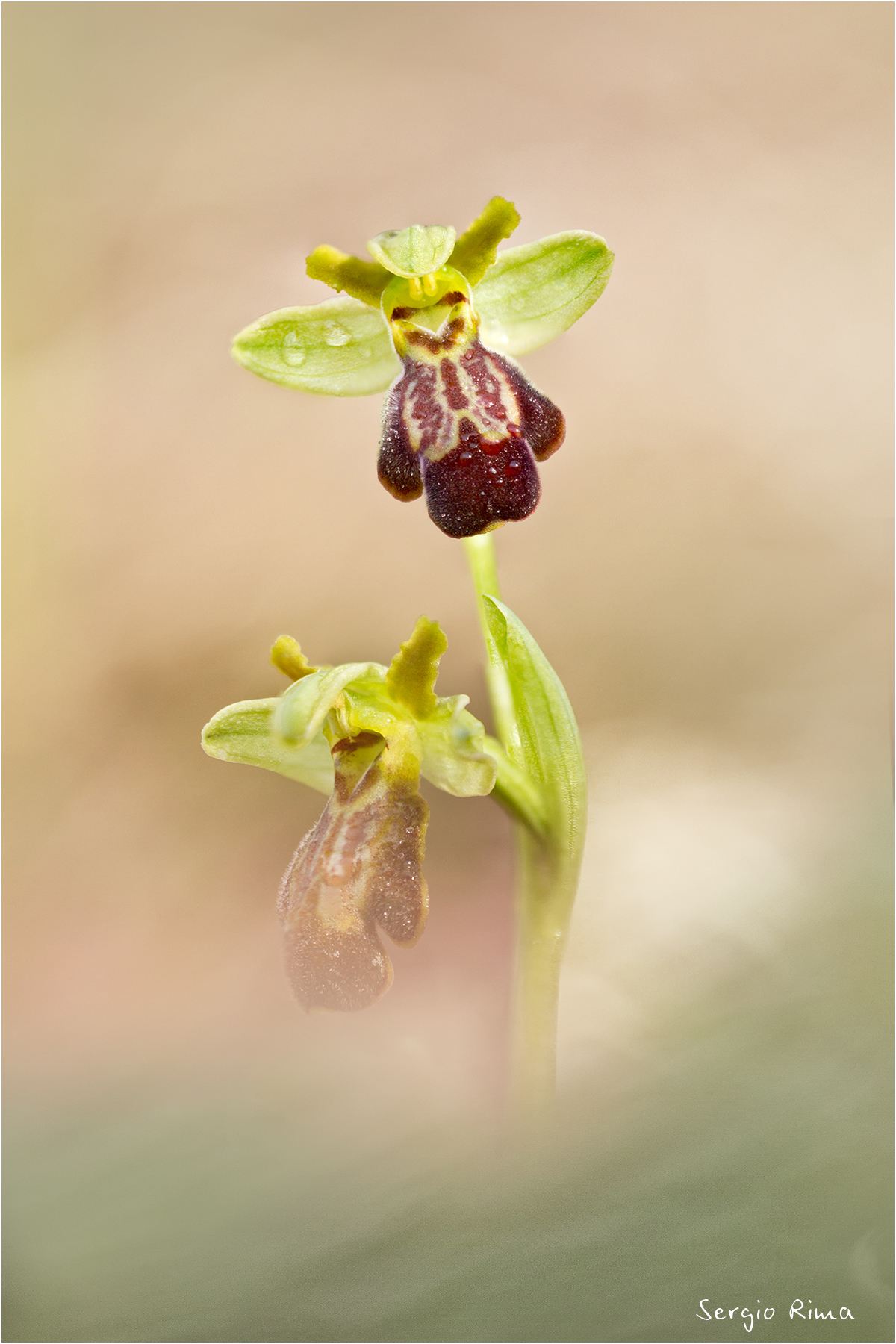 Ophrys fusca