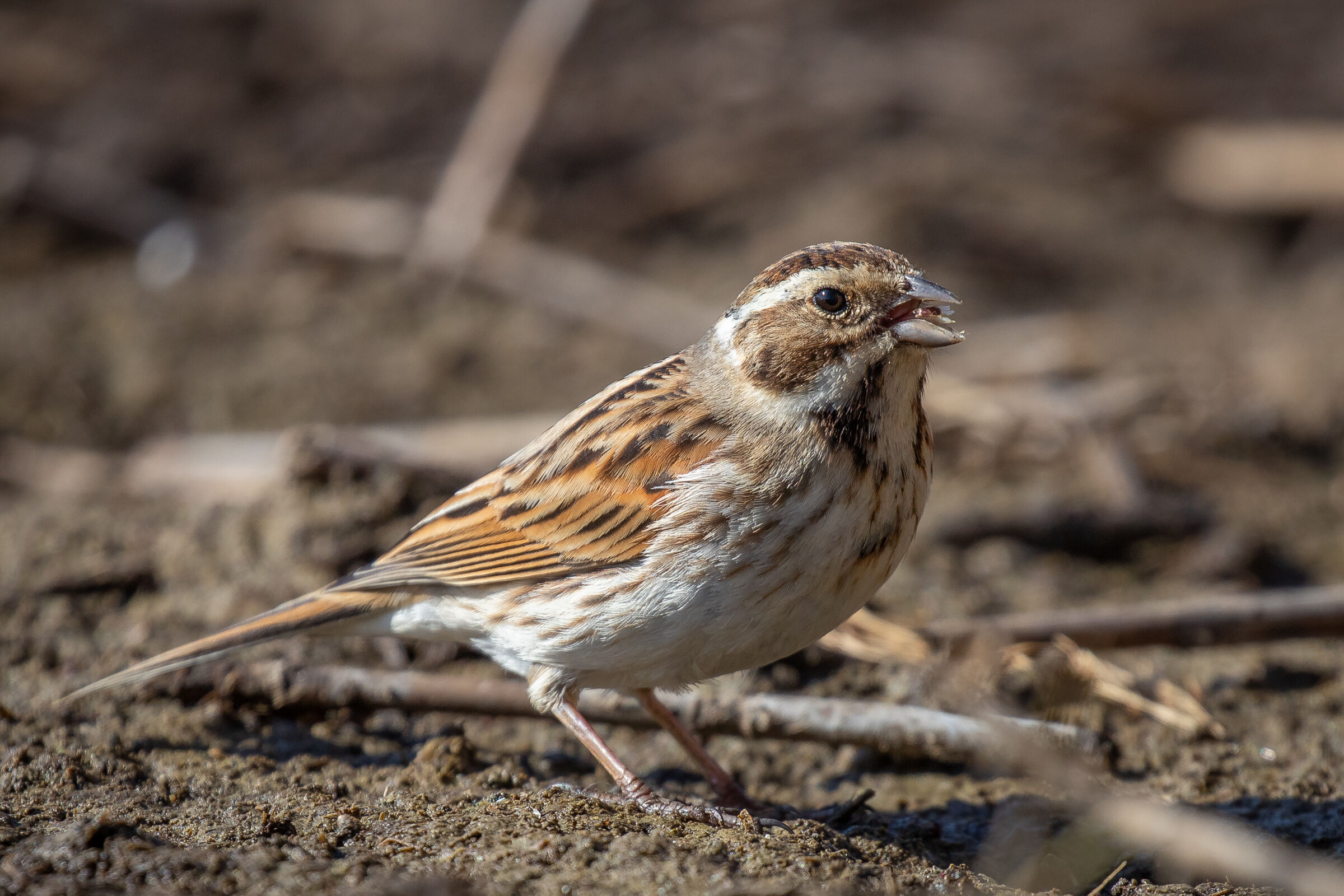 Migliarino di Palude