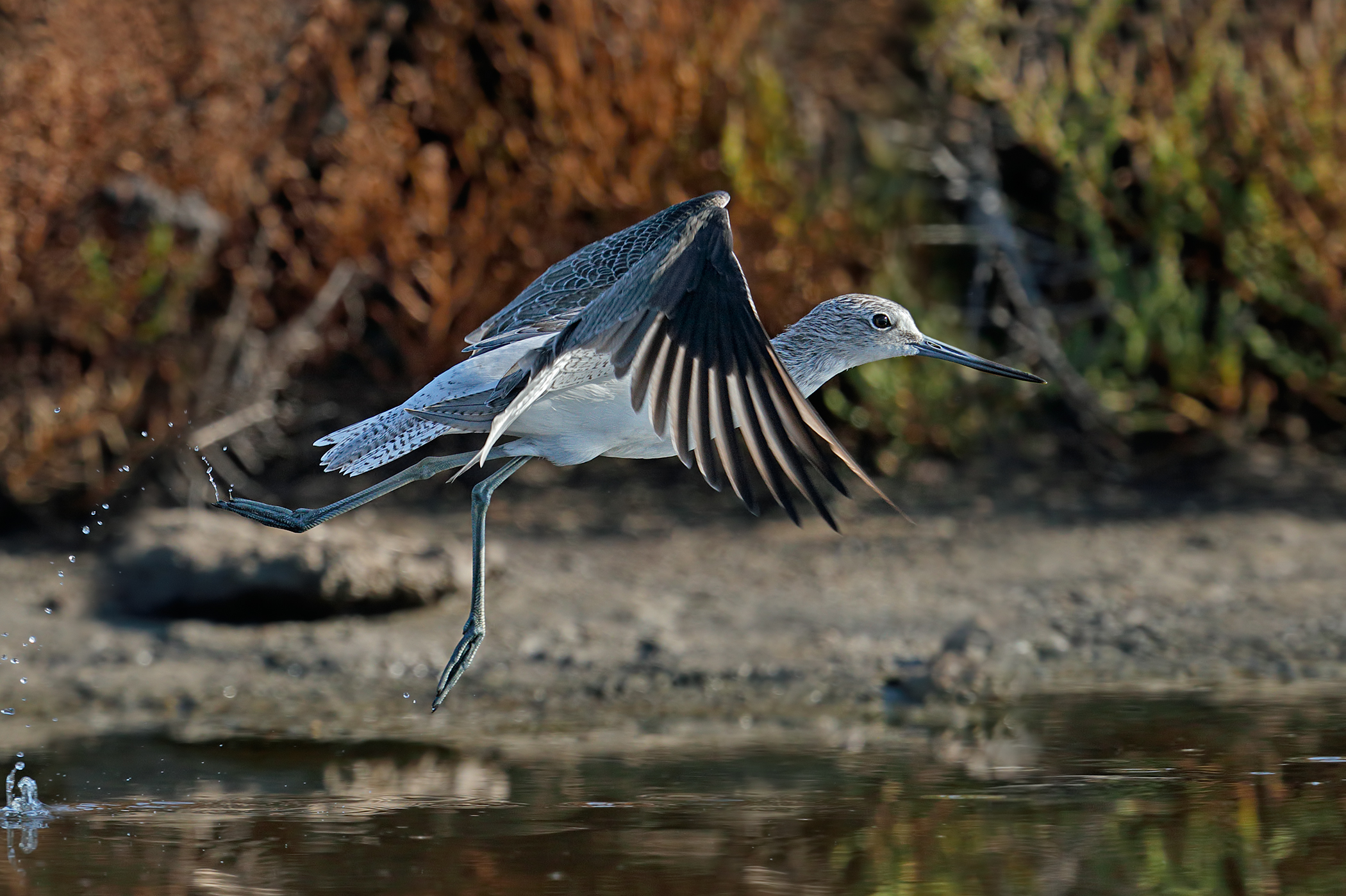 Greenshank