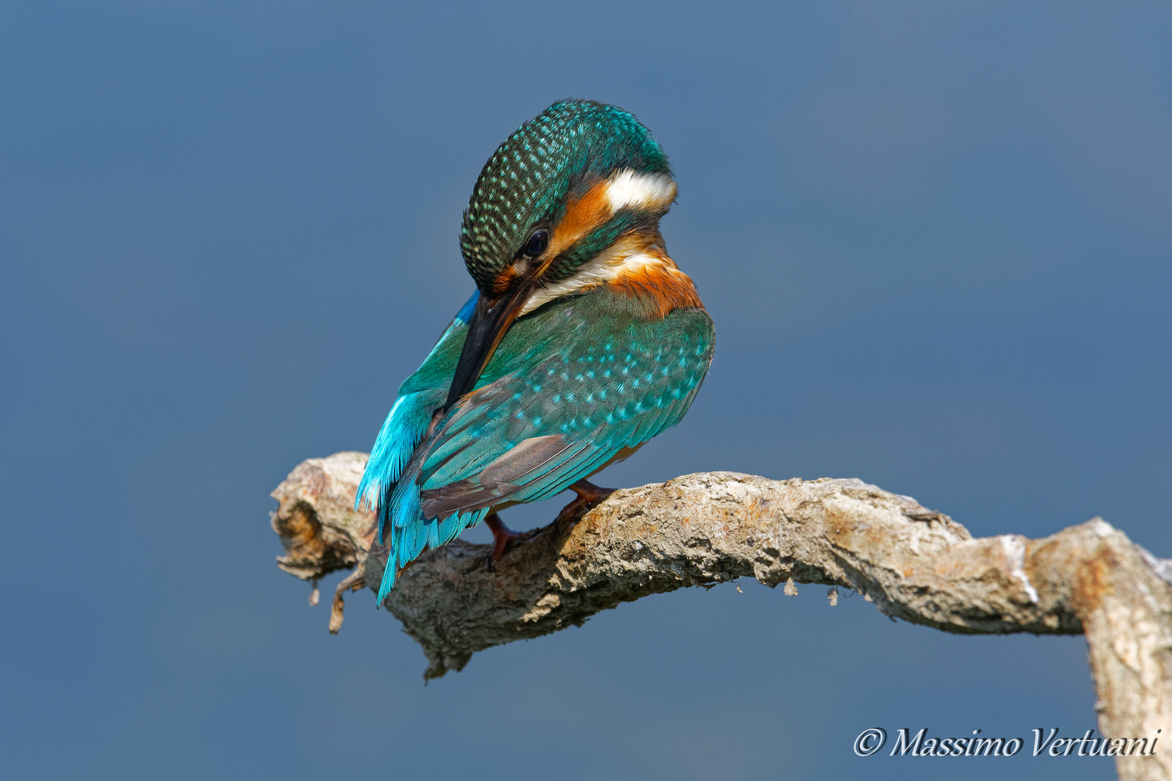 Piuma dopo piuma .....