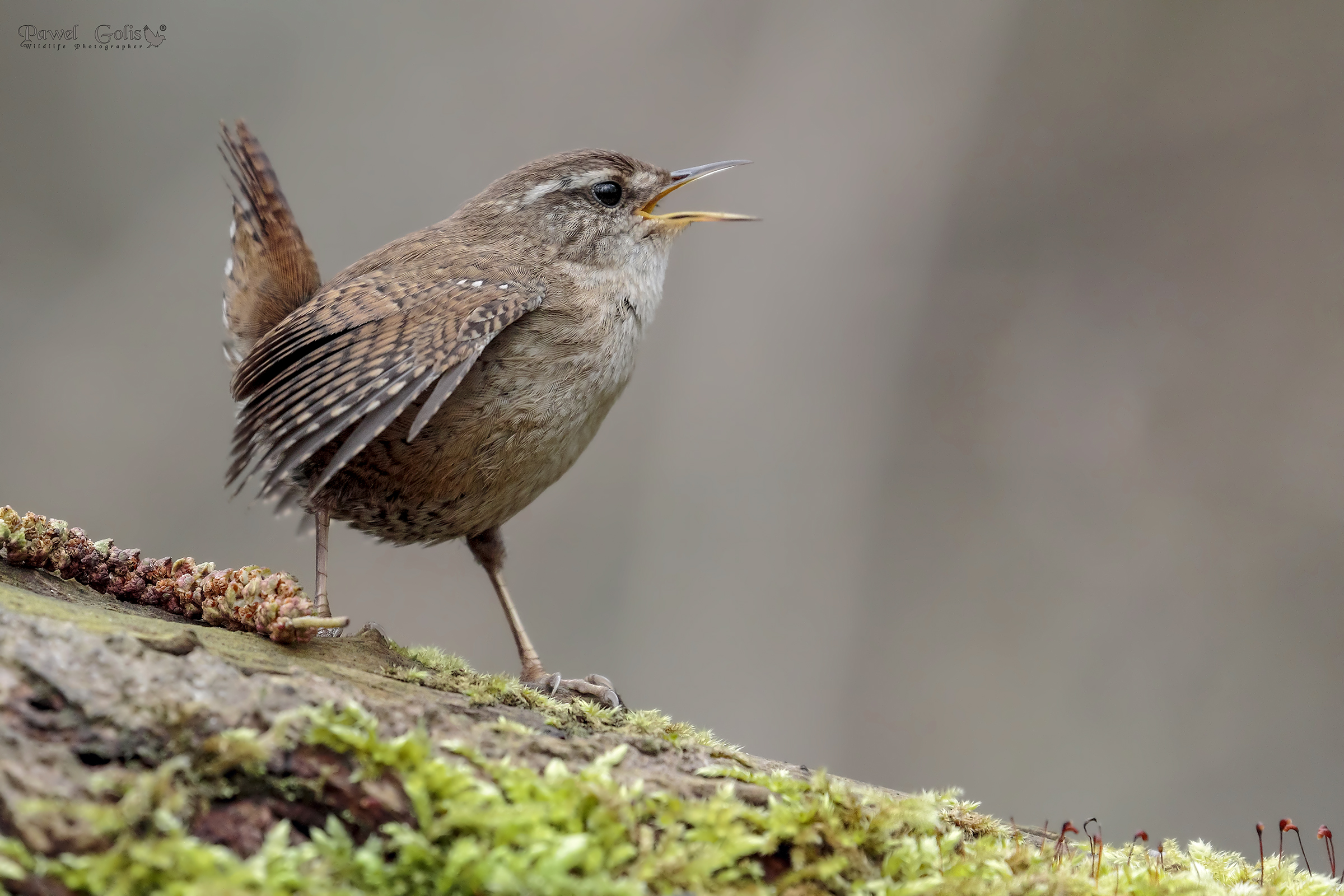 Wren (Troglodytes troglodytes) di Eurasian