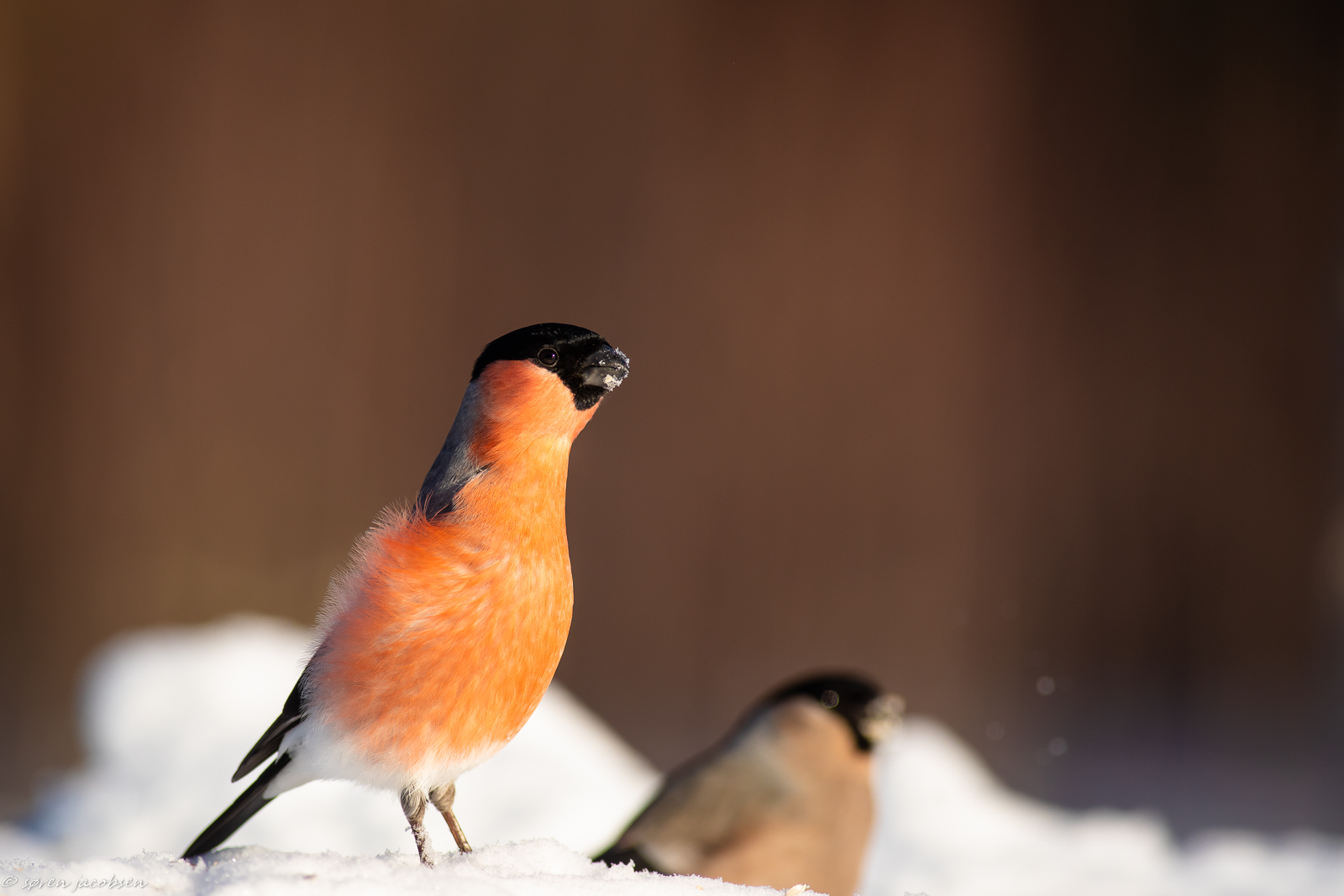 Bullfinch!