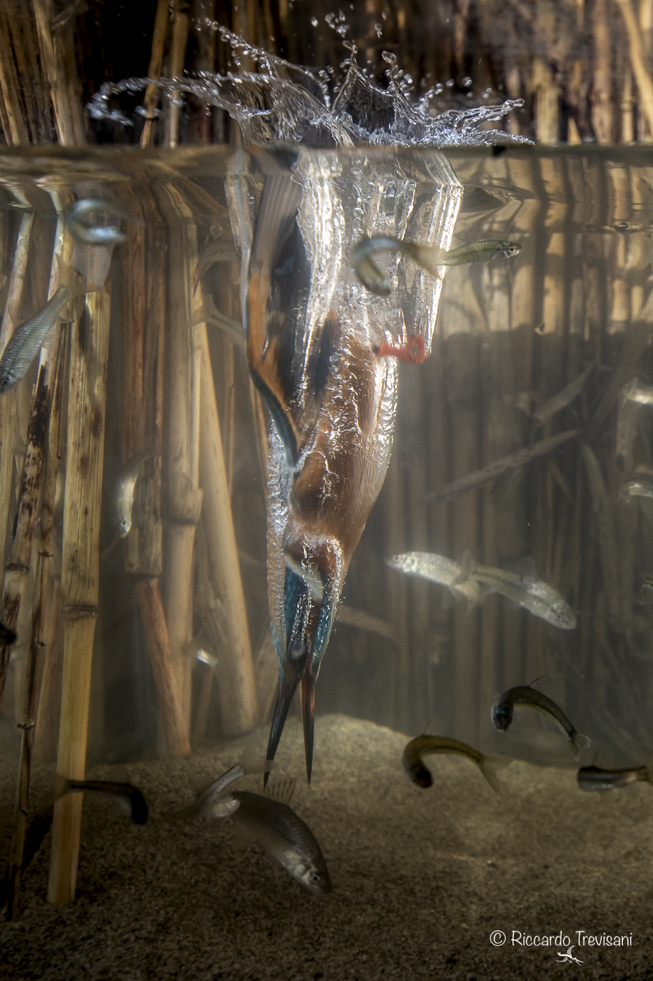 The King of Diving (2)