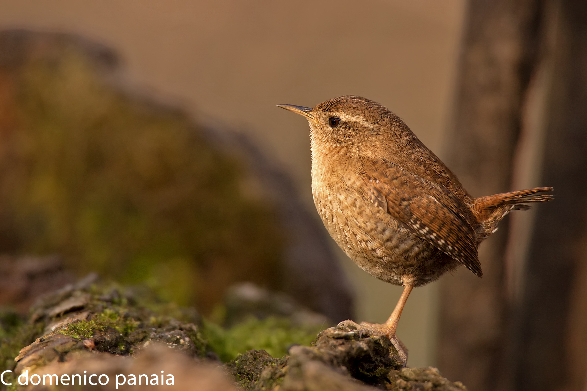 classica posa dello scricciolo