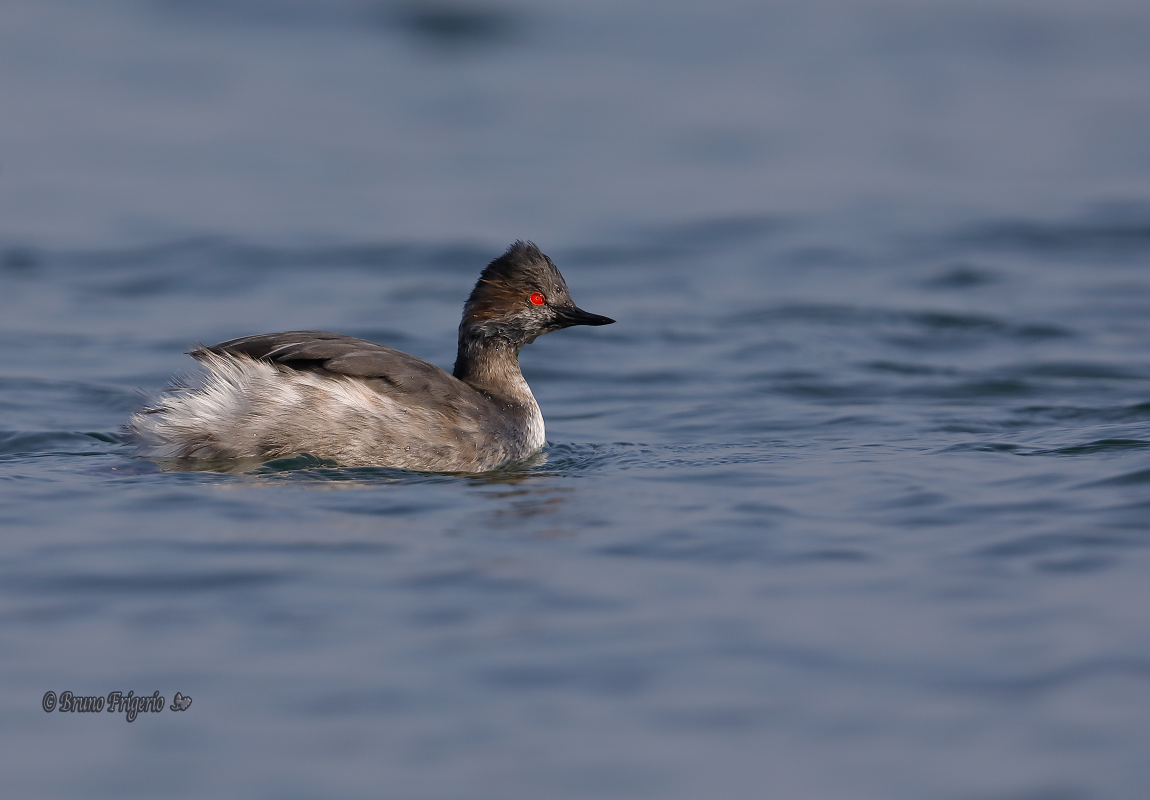 Small Grebe