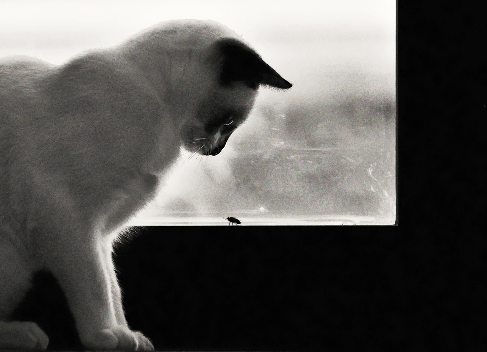 Something Interesting