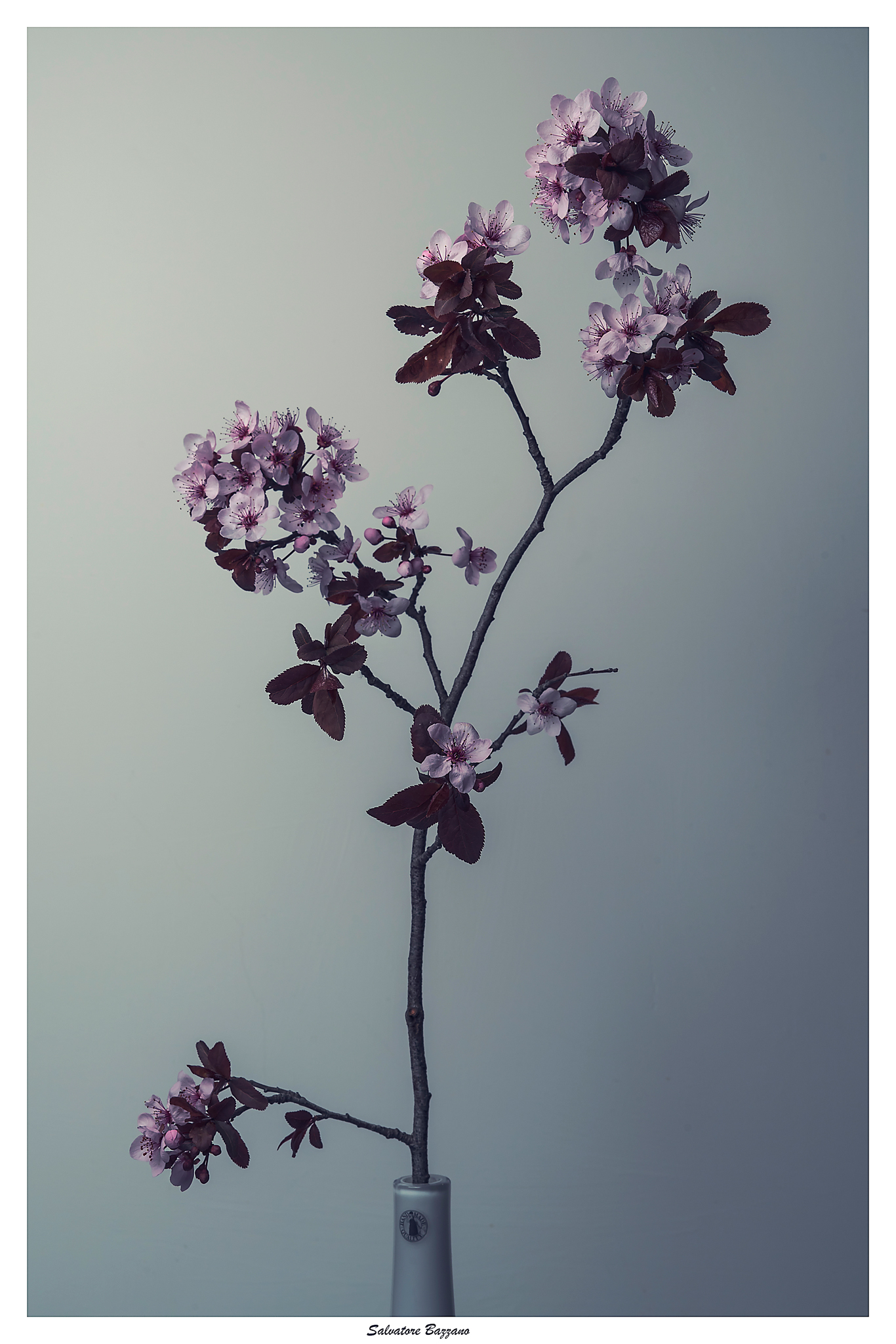 I rosa quelli che offre la natura..