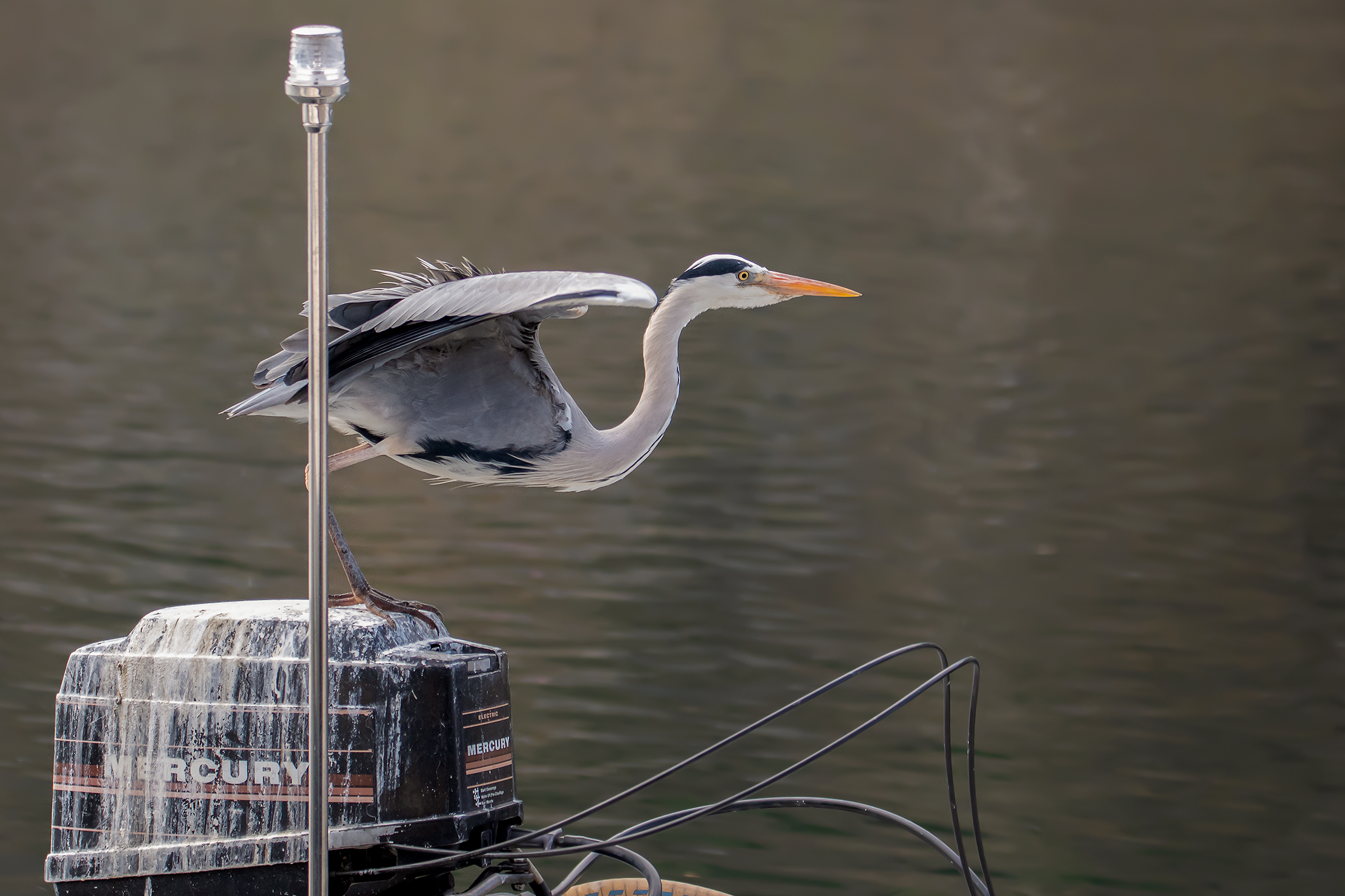 Gliel'ha fatta ancora sul motore ..