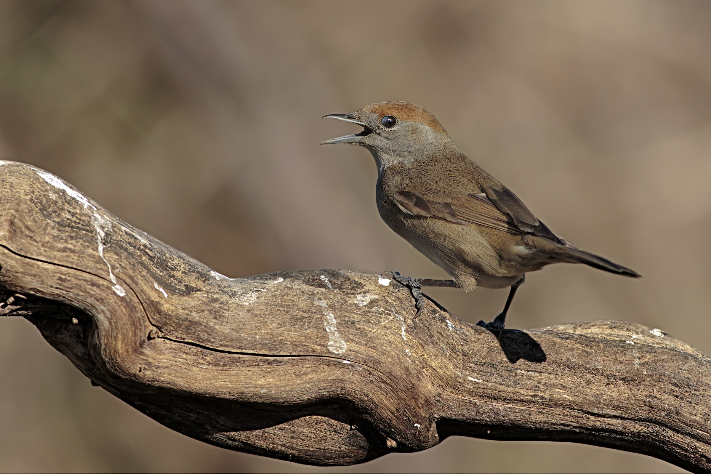 The song of the Blackcap