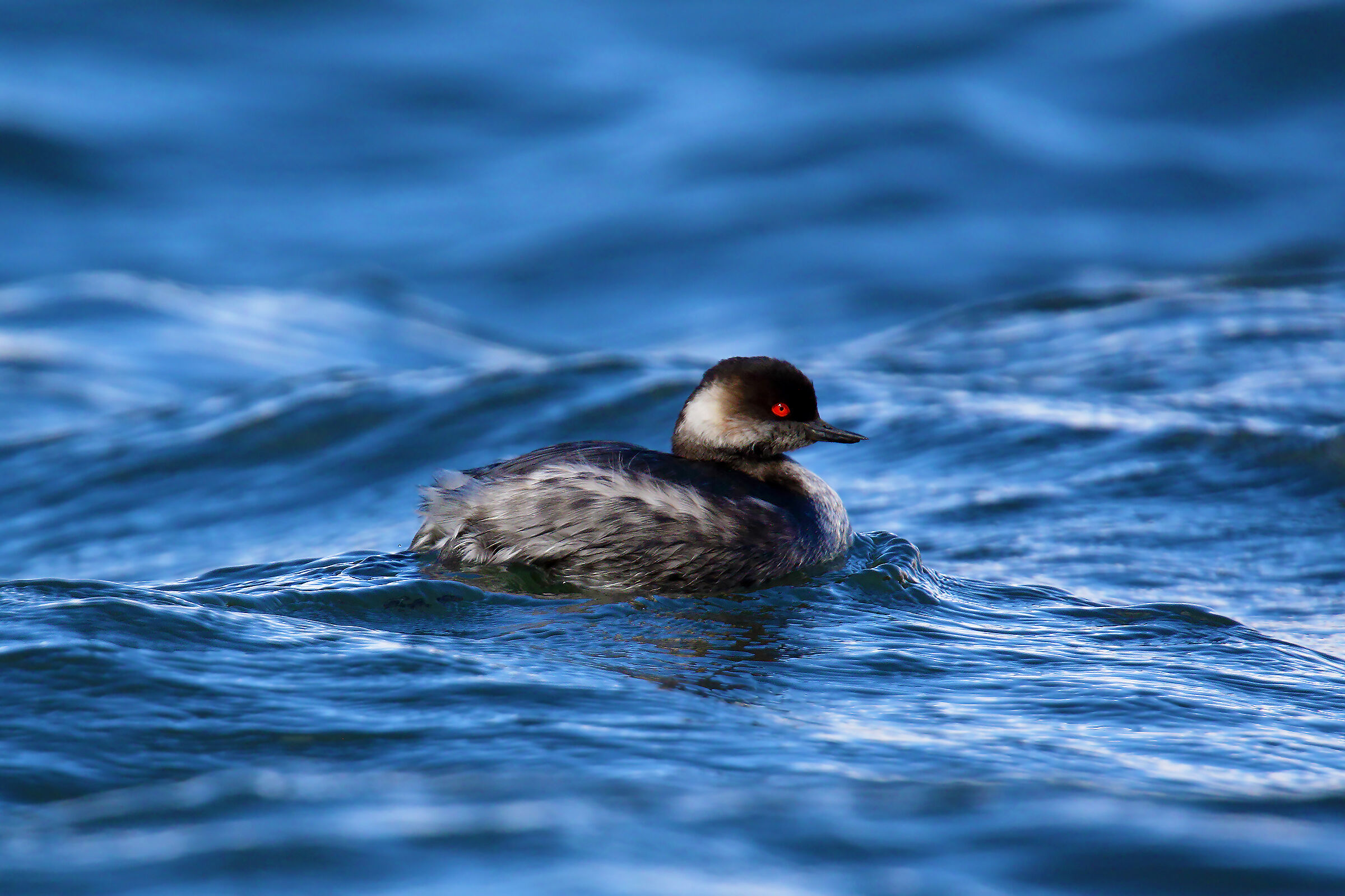 Little Crested Grebe