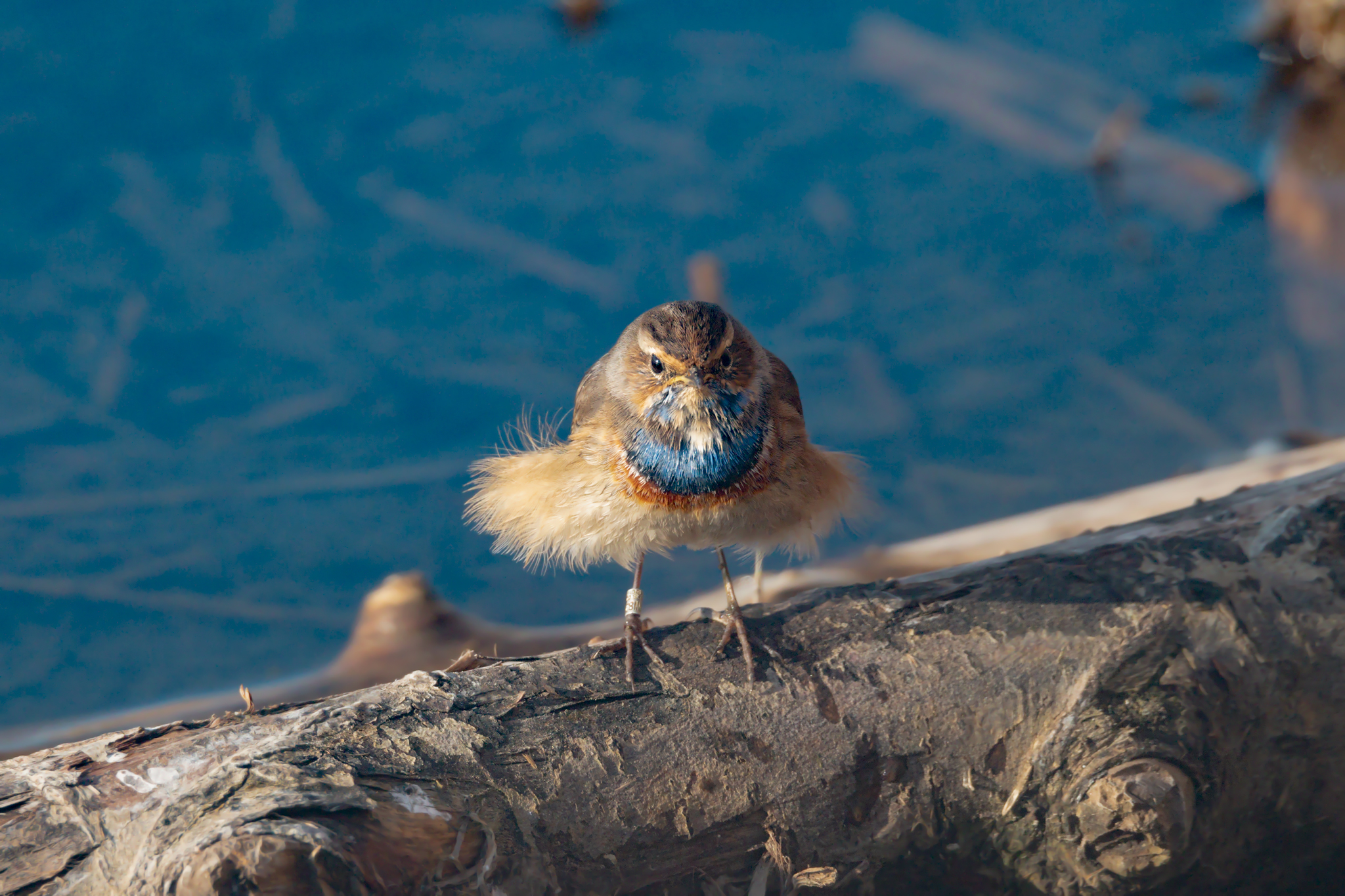 pettazzurro che si crede Marilyn Monroe