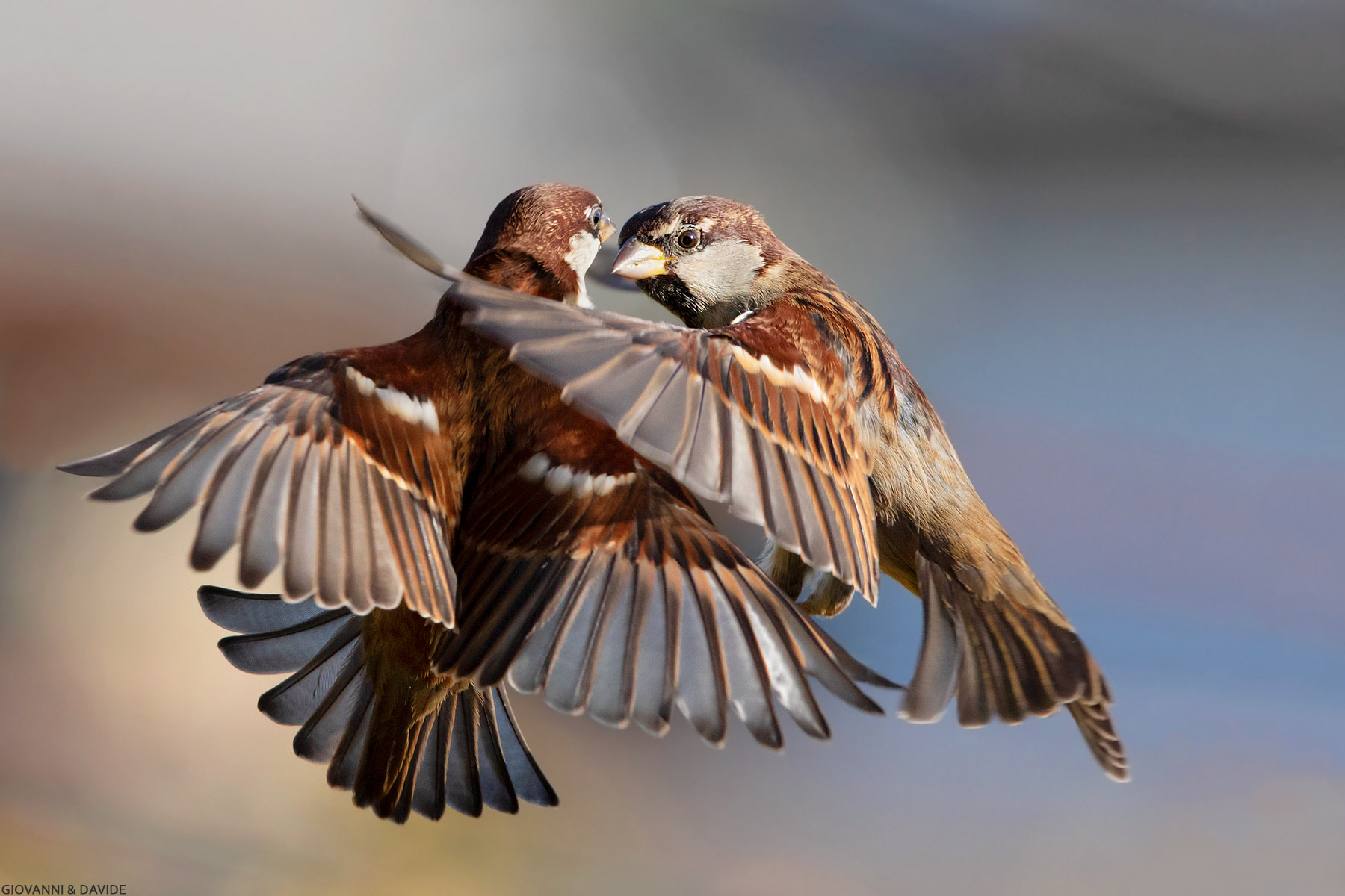 ... A twinkling of wings...