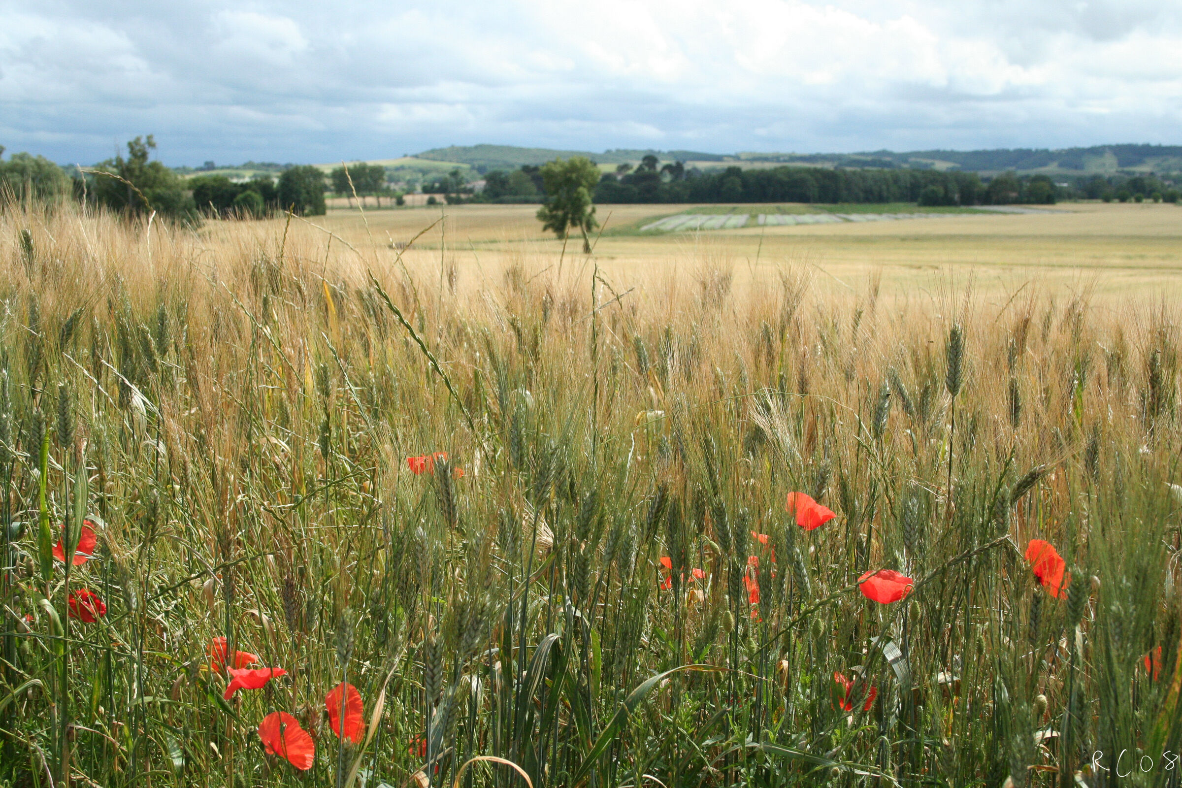 Countryside at Carcassonne
