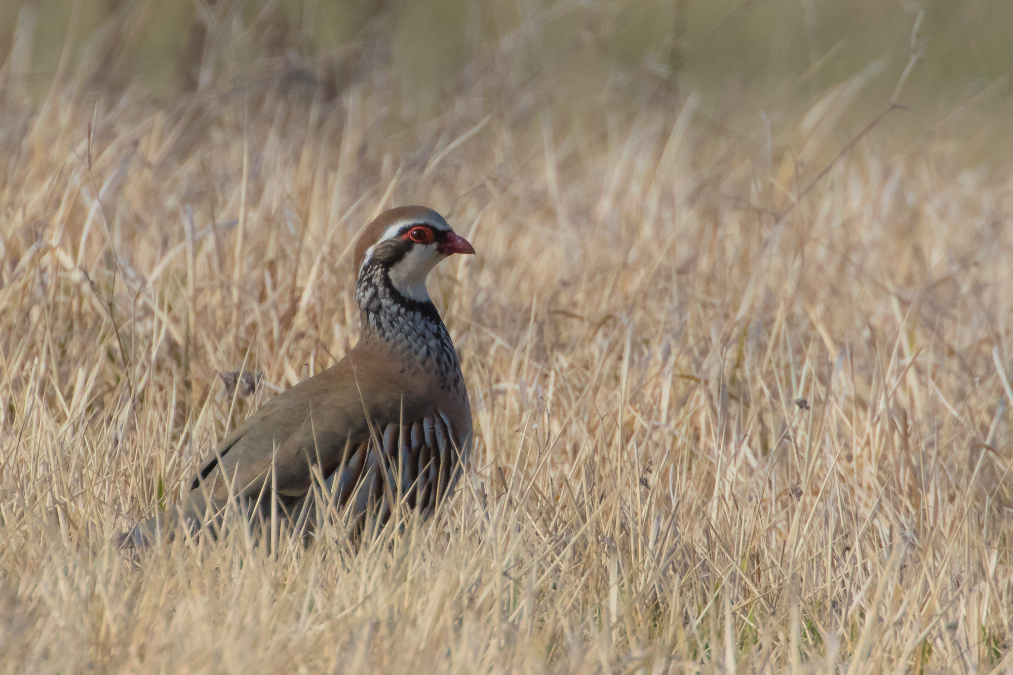 Red Partridge,