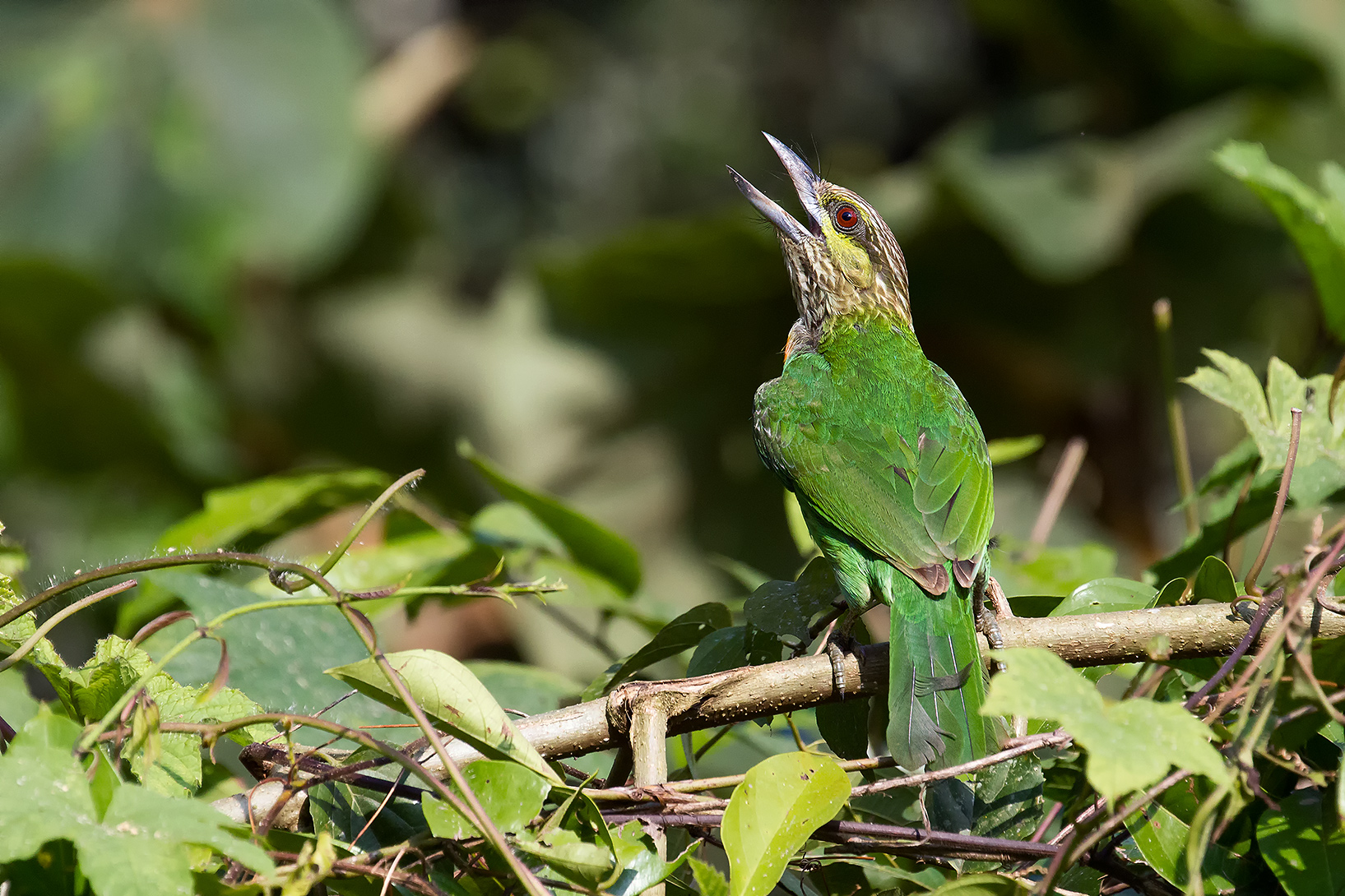Green-eared Barbet