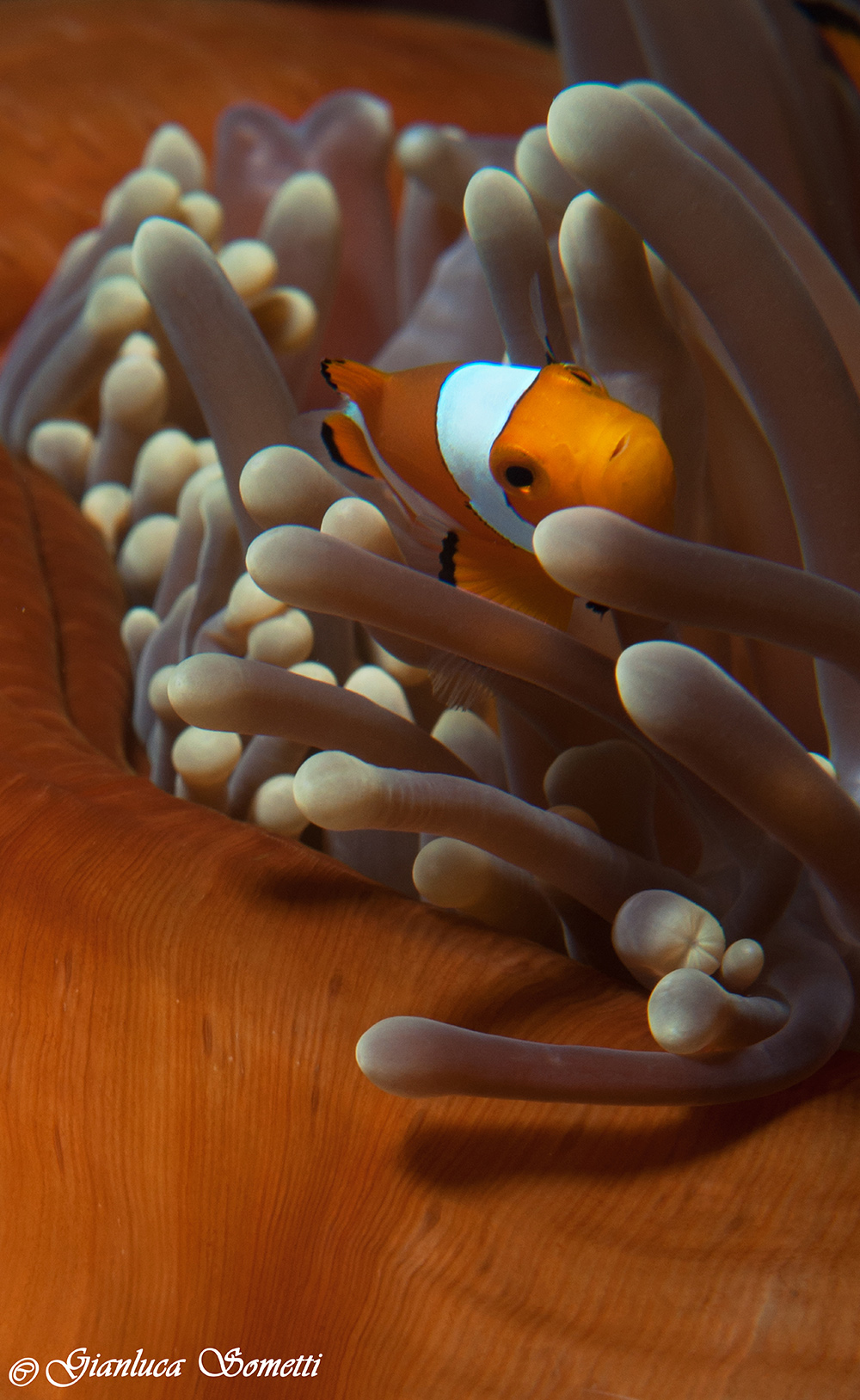 walea - clown fish