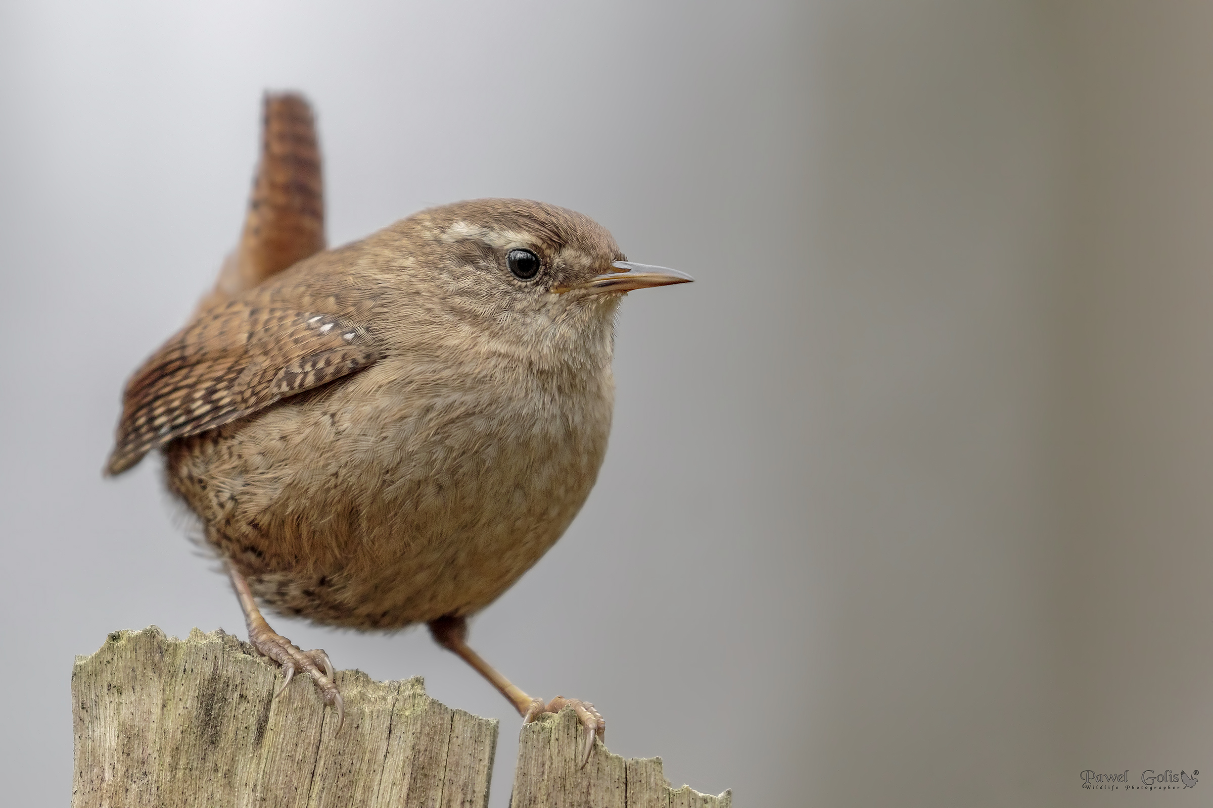 Wren (Troglodytes troglodytes) di Eurasian