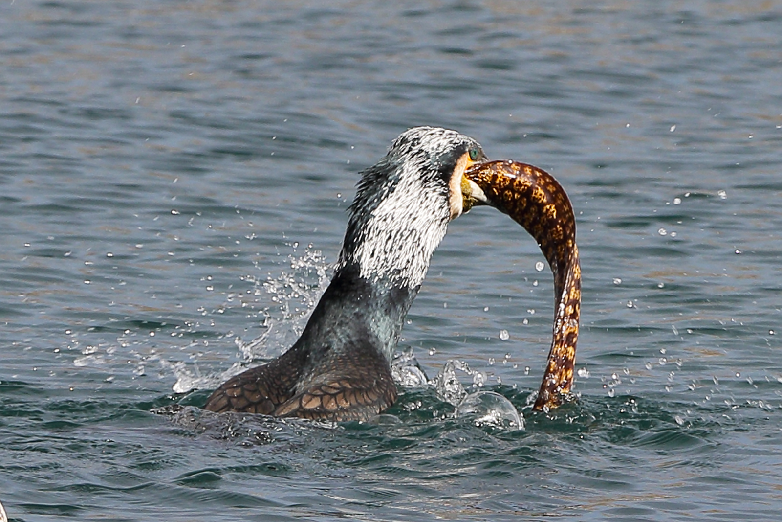 The cormorants and the Moray