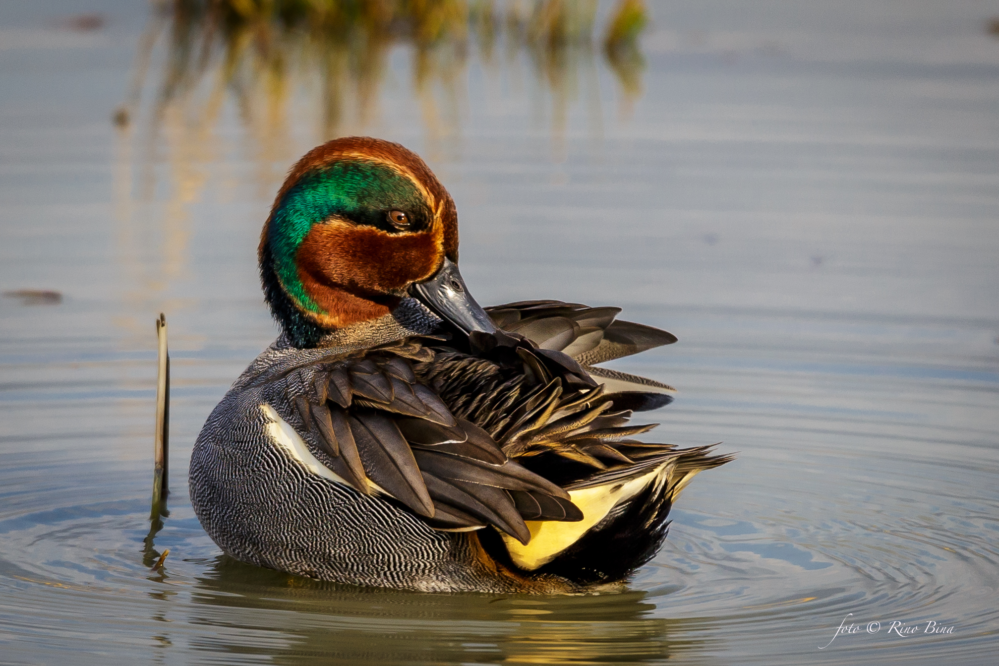 Teal