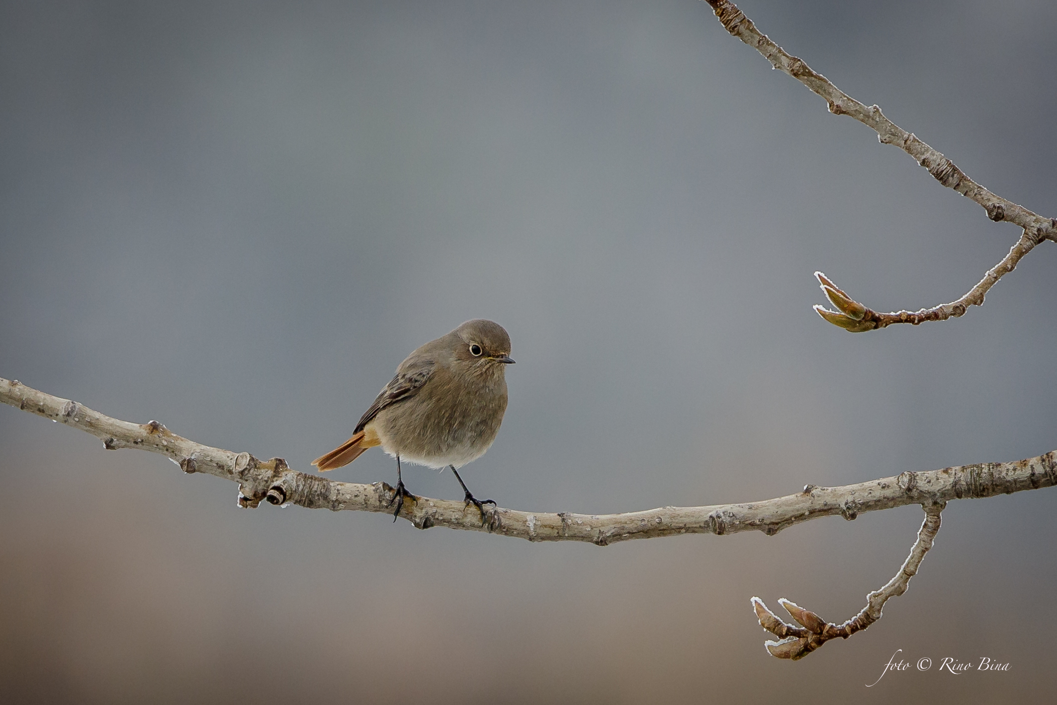 Black Redstart