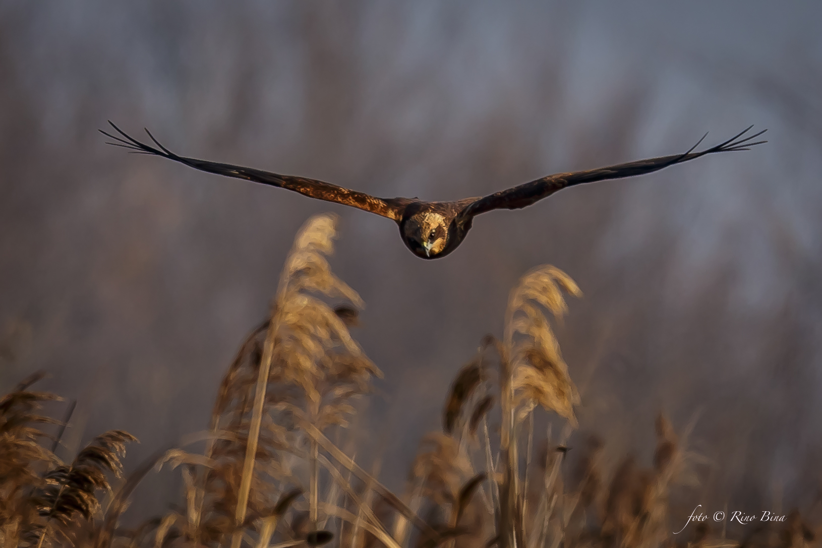 Marsh Hawk