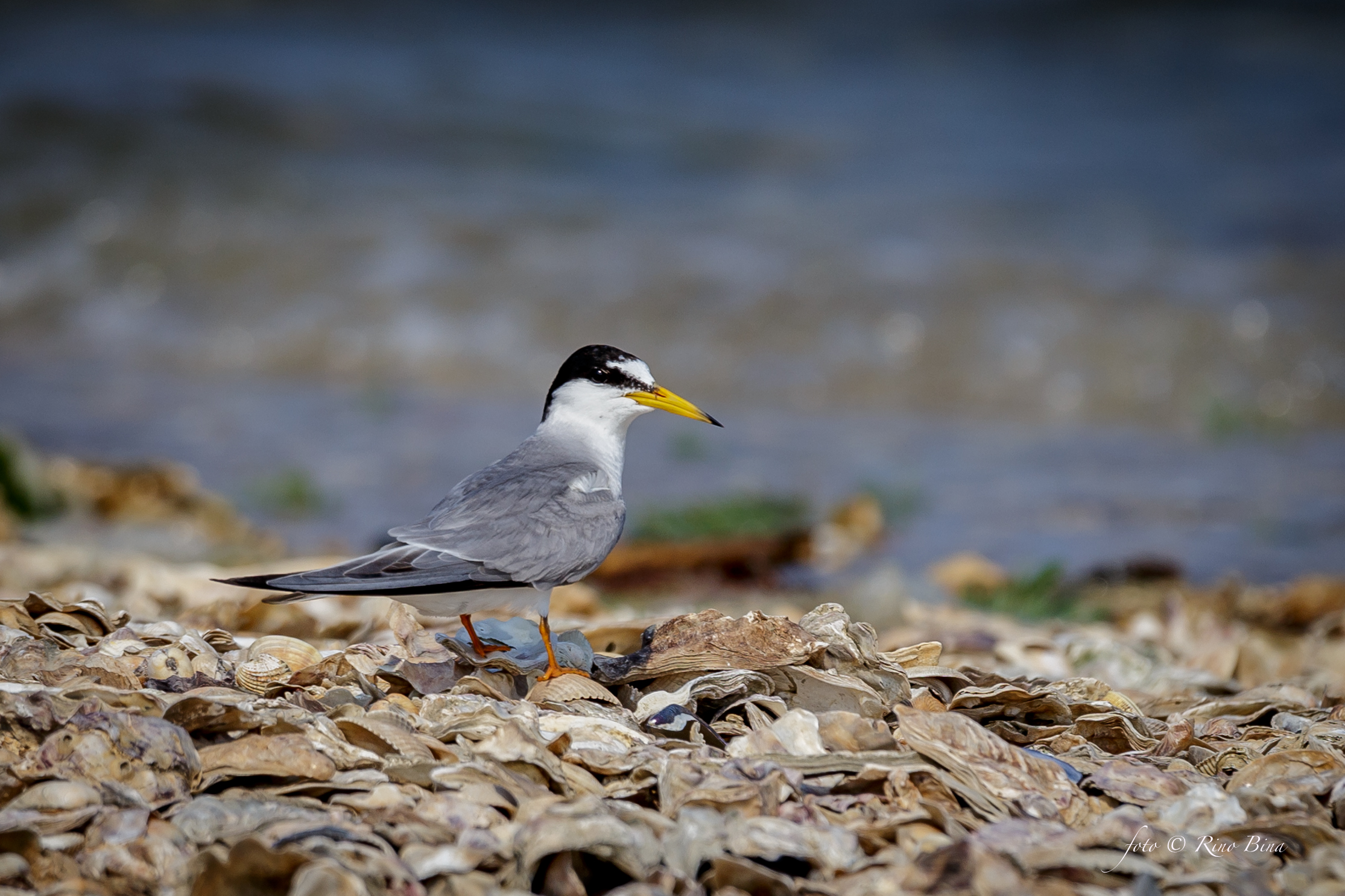Little Tern