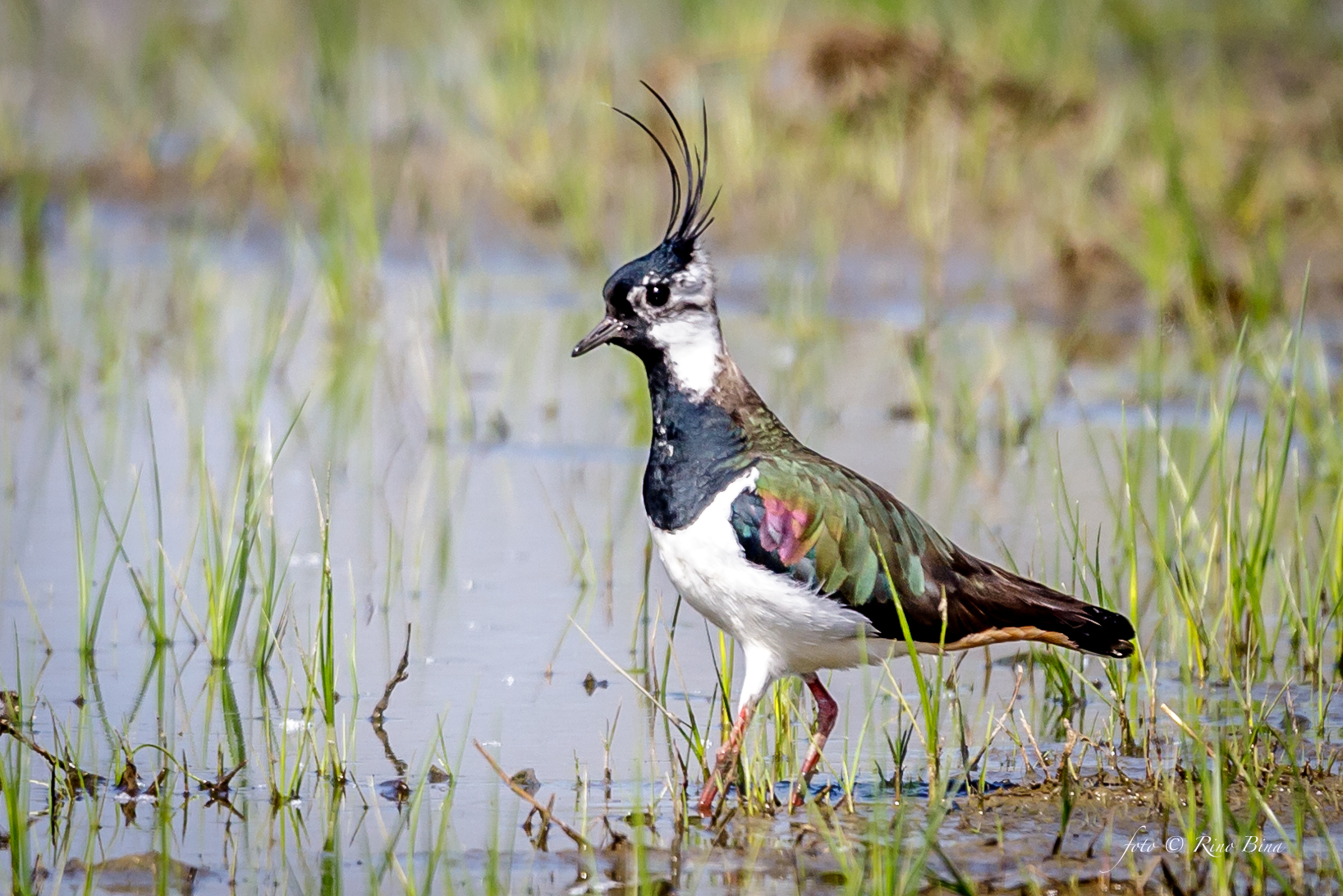Lapwing