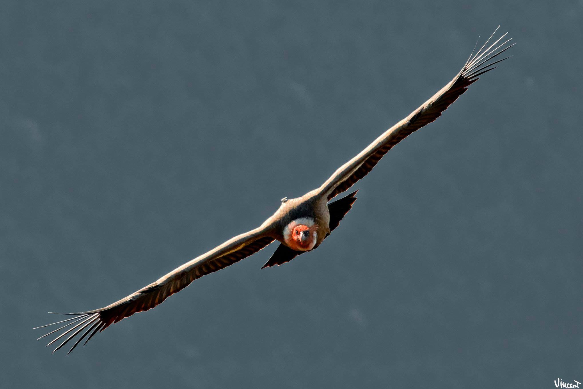 Grifone Testa Insanguitata